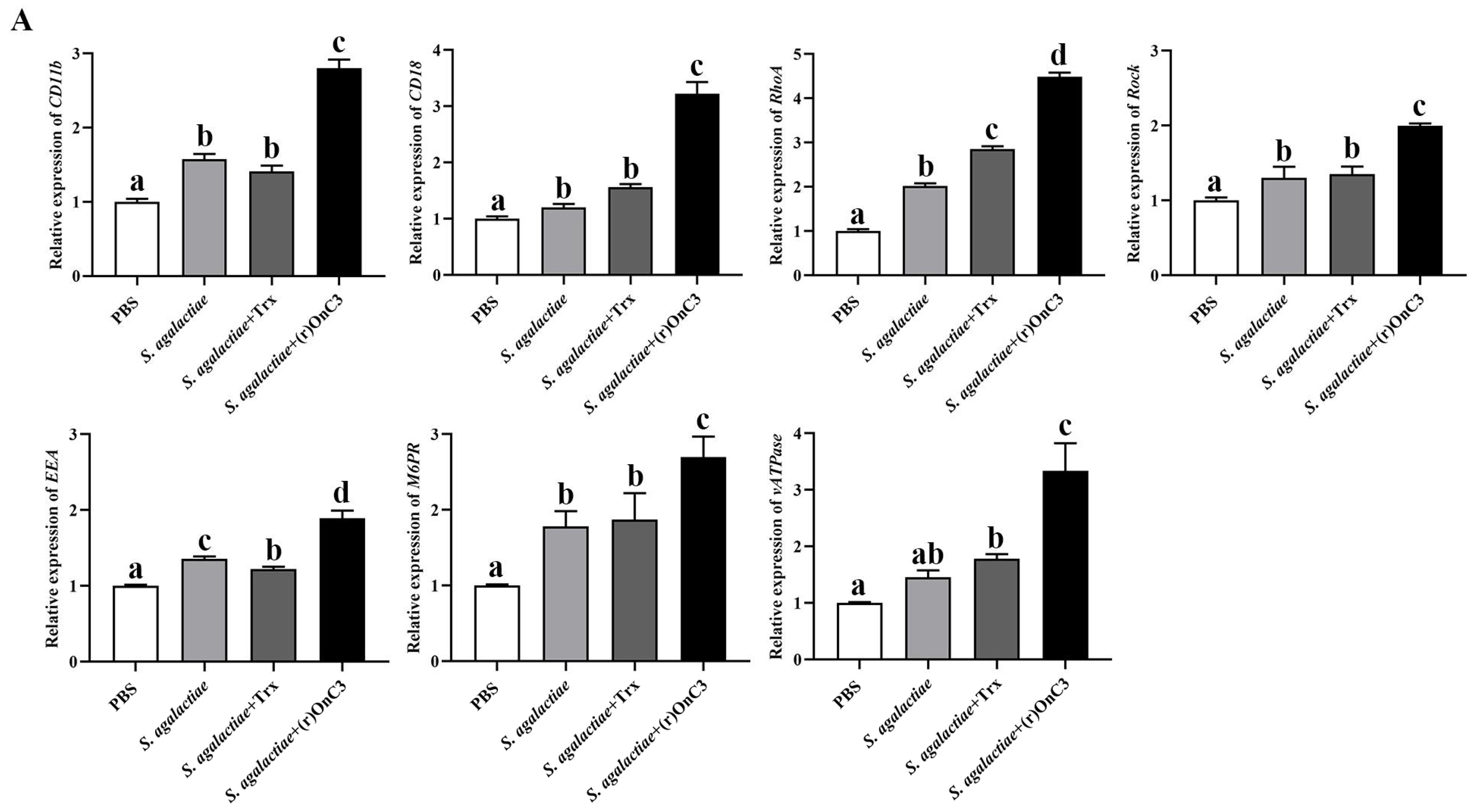 IJMS | Free Full-Text | Complement C3 Regulates Inflammatory Response ...