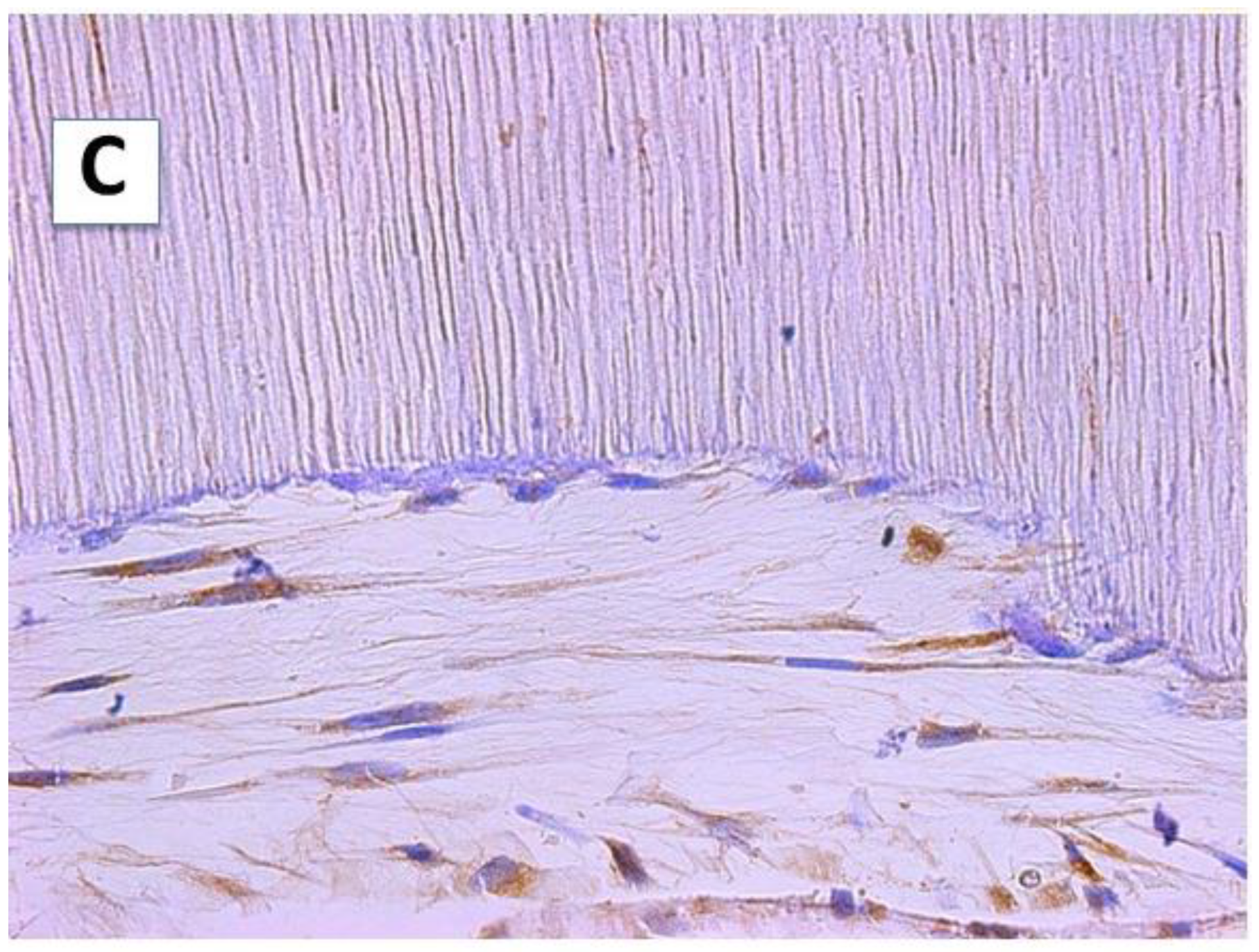 Ijms 23 15588 g001b Ijms 23 15588 g001b