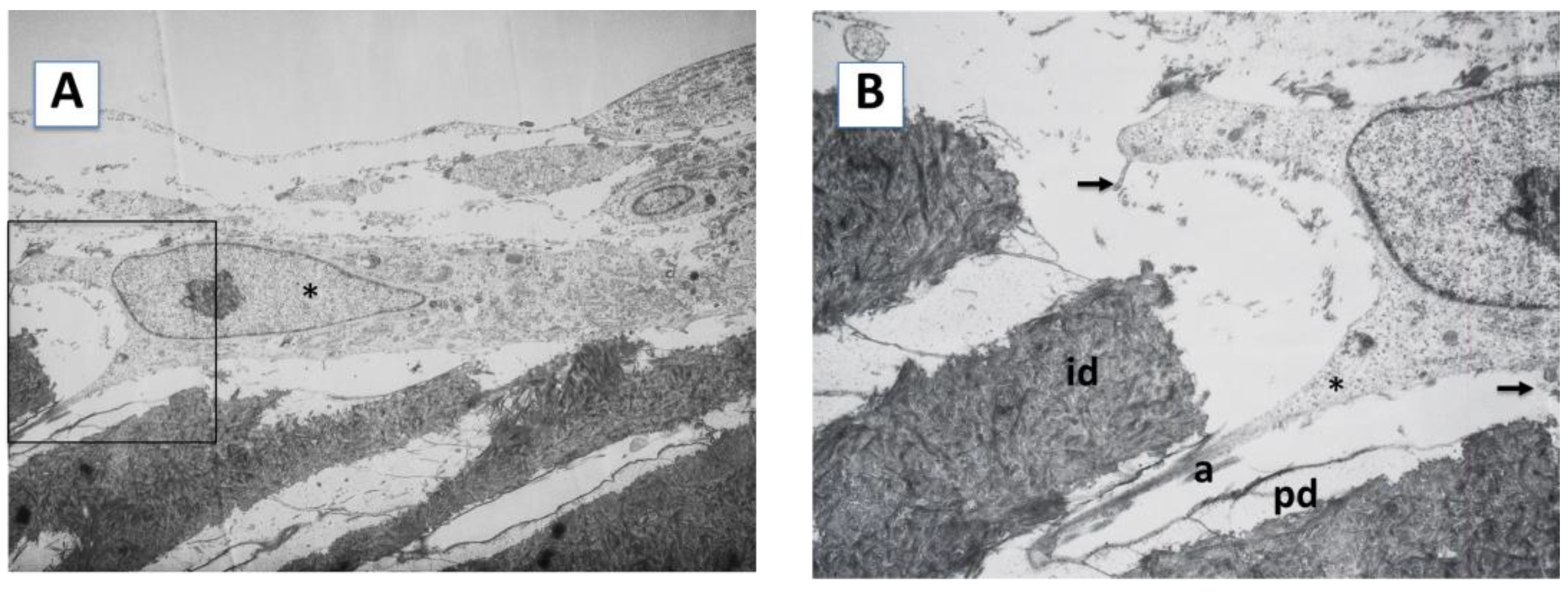Ijms 23 15588 g002a Ijms 23 15588 g002a