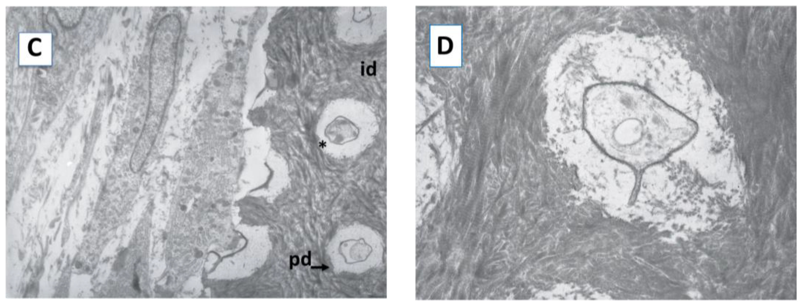 Ijms 23 15588 g002b Ijms 23 15588 g002b