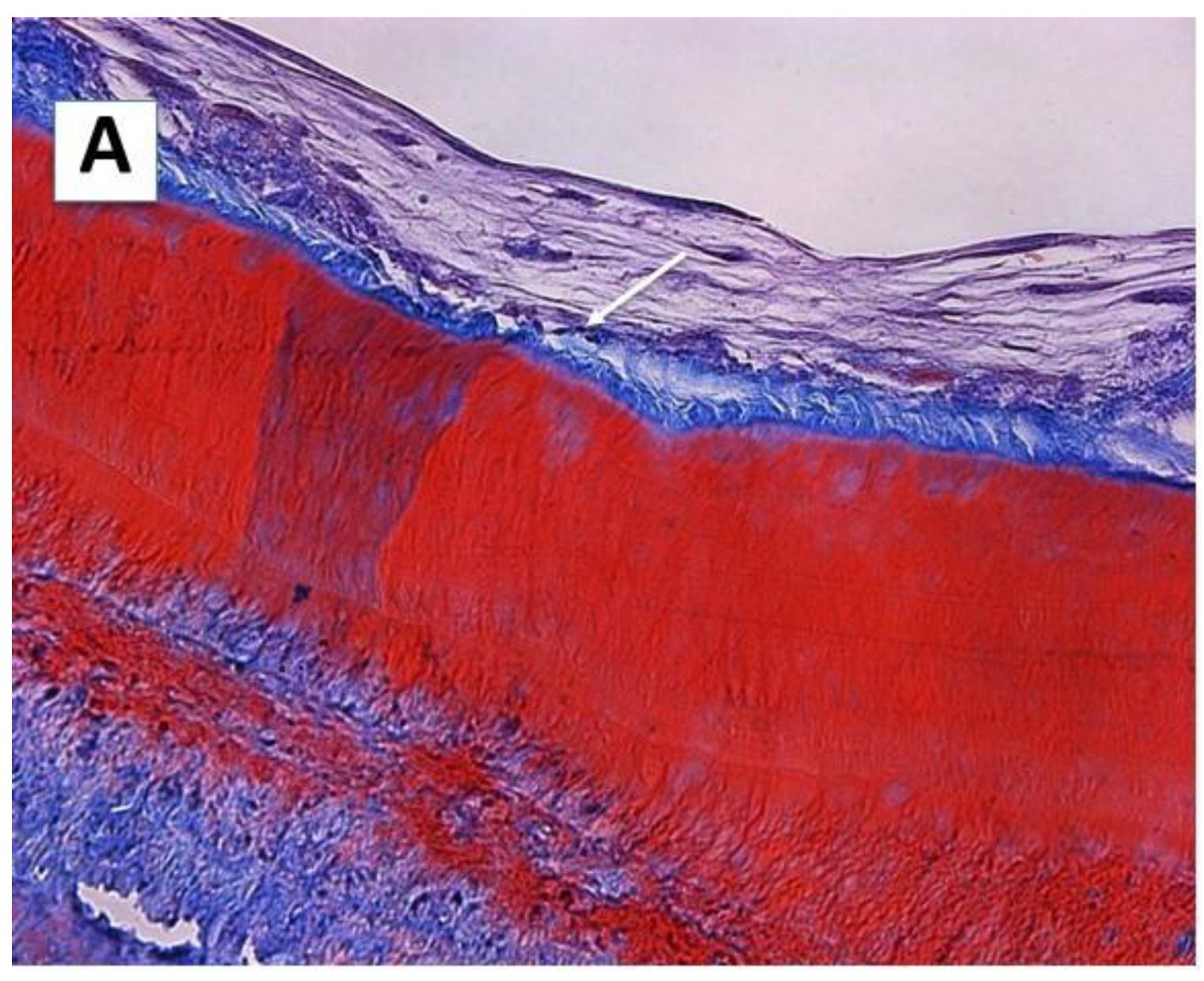 Ijms 23 15588 g003a Ijms 23 15588 g003a