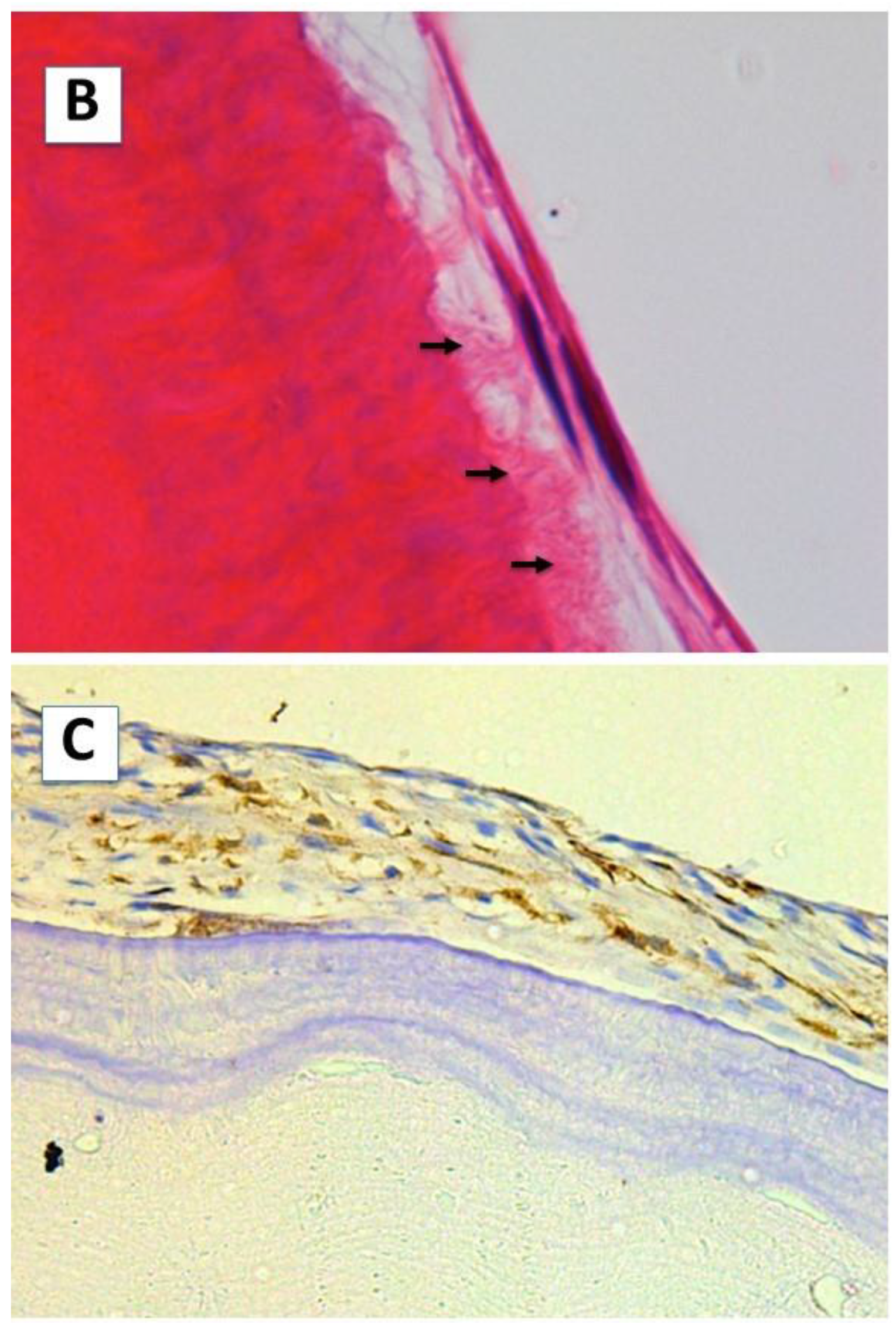 Ijms 23 15588 g003b Ijms 23 15588 g003b