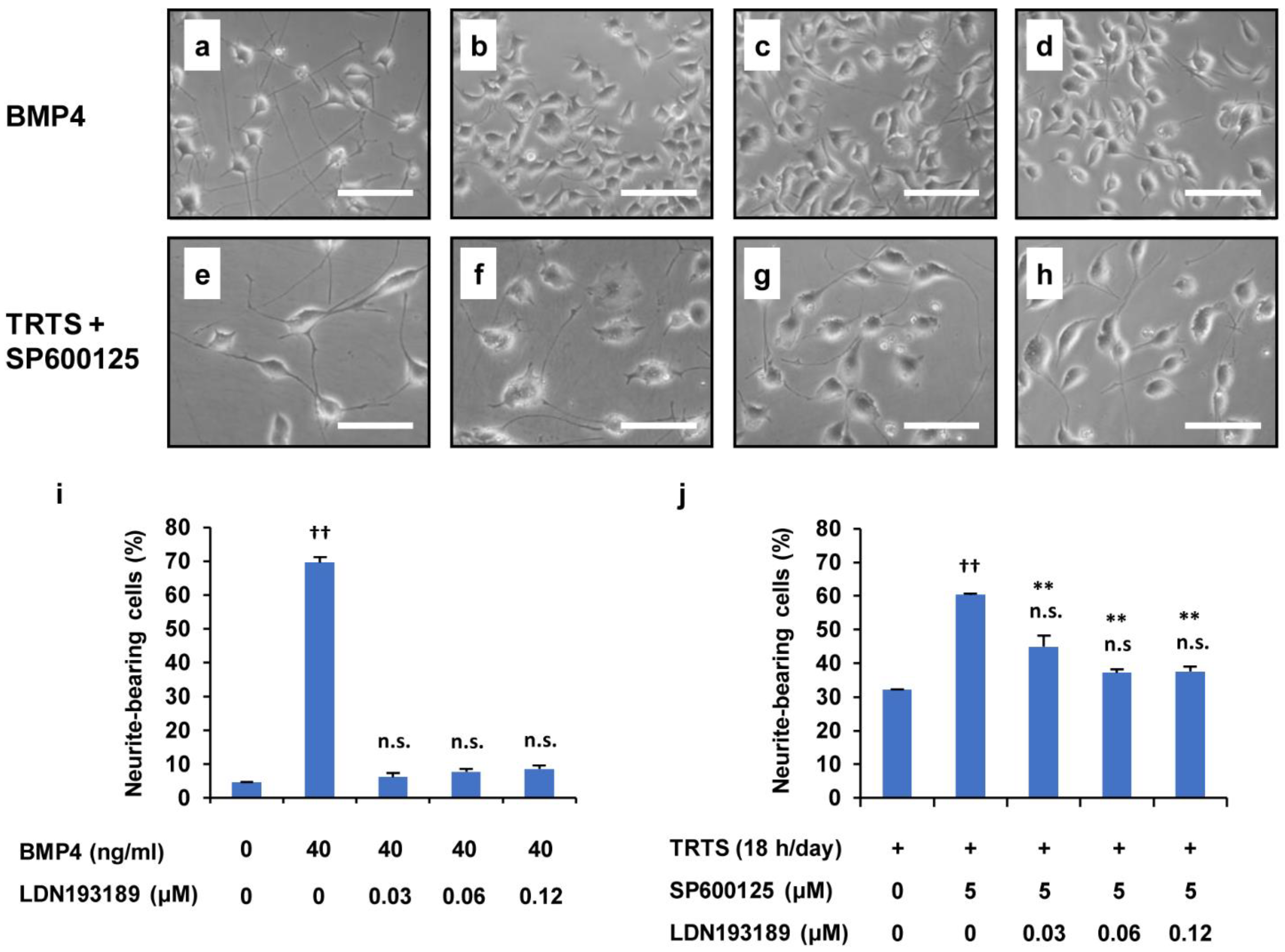 Ijms 23 15602 g009 Ijms 23 15602 g009