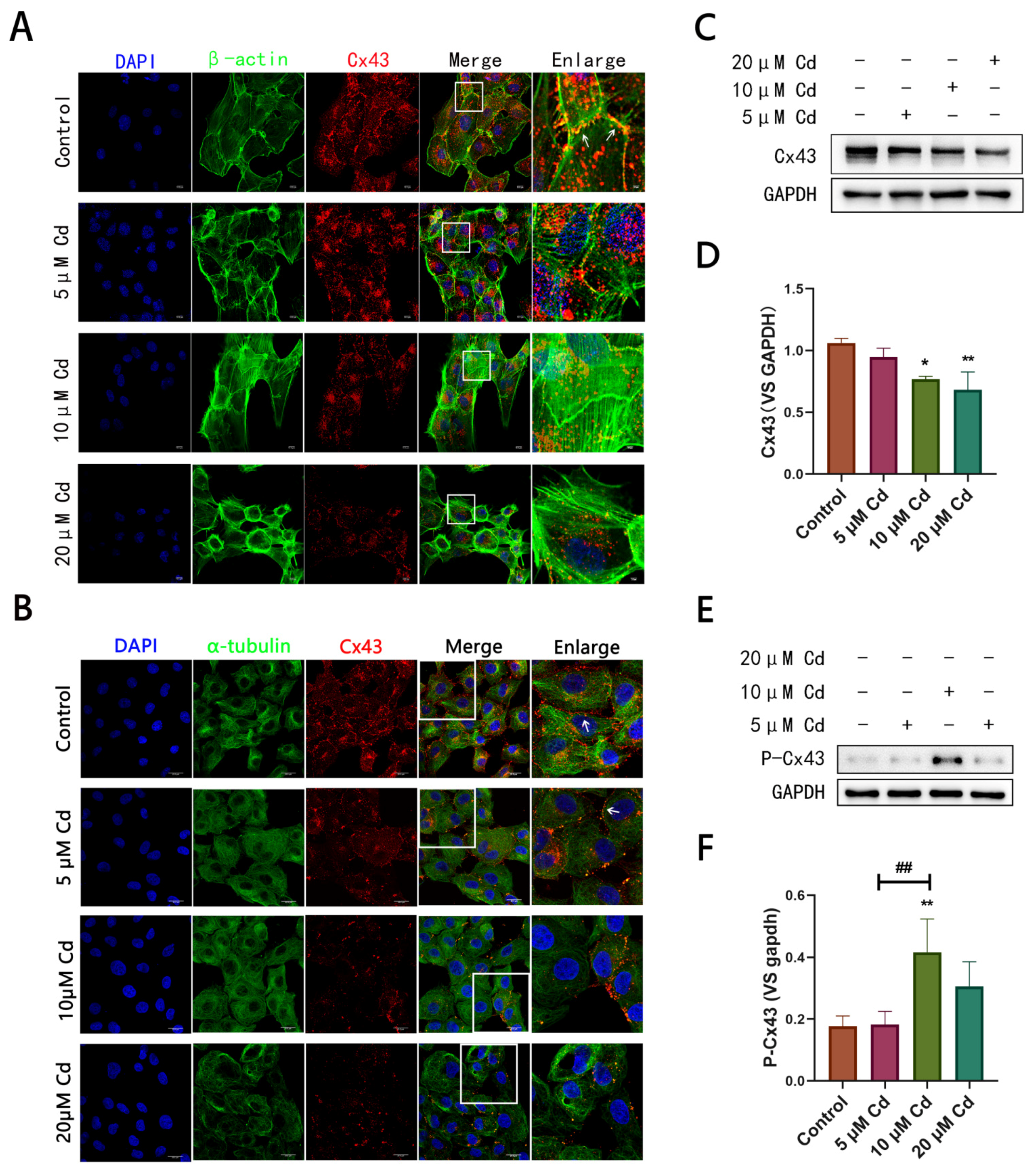 Ijms 23 15607 g001 Ijms 23 15607 g001