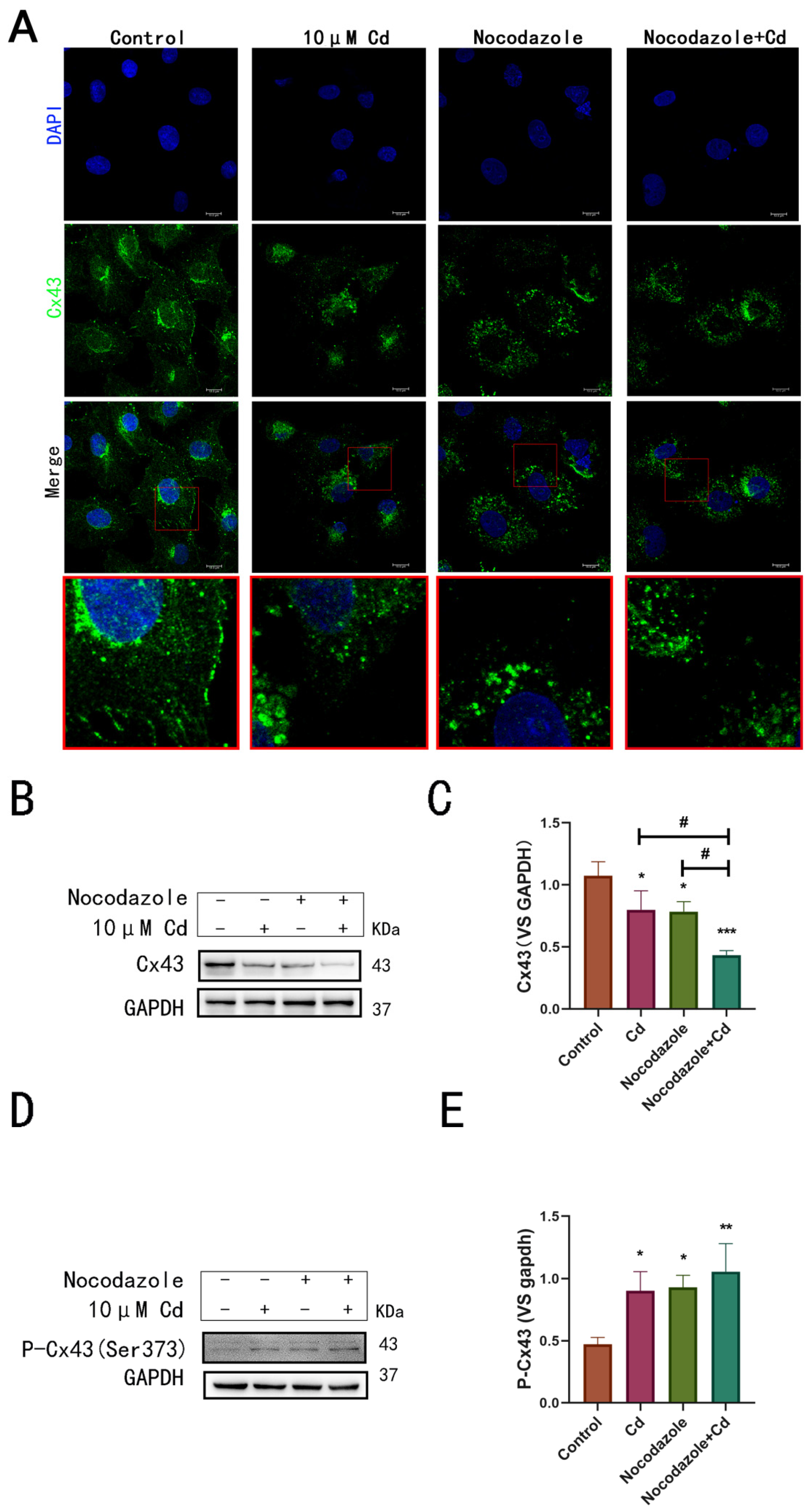 Ijms 23 15607 g002 Ijms 23 15607 g002