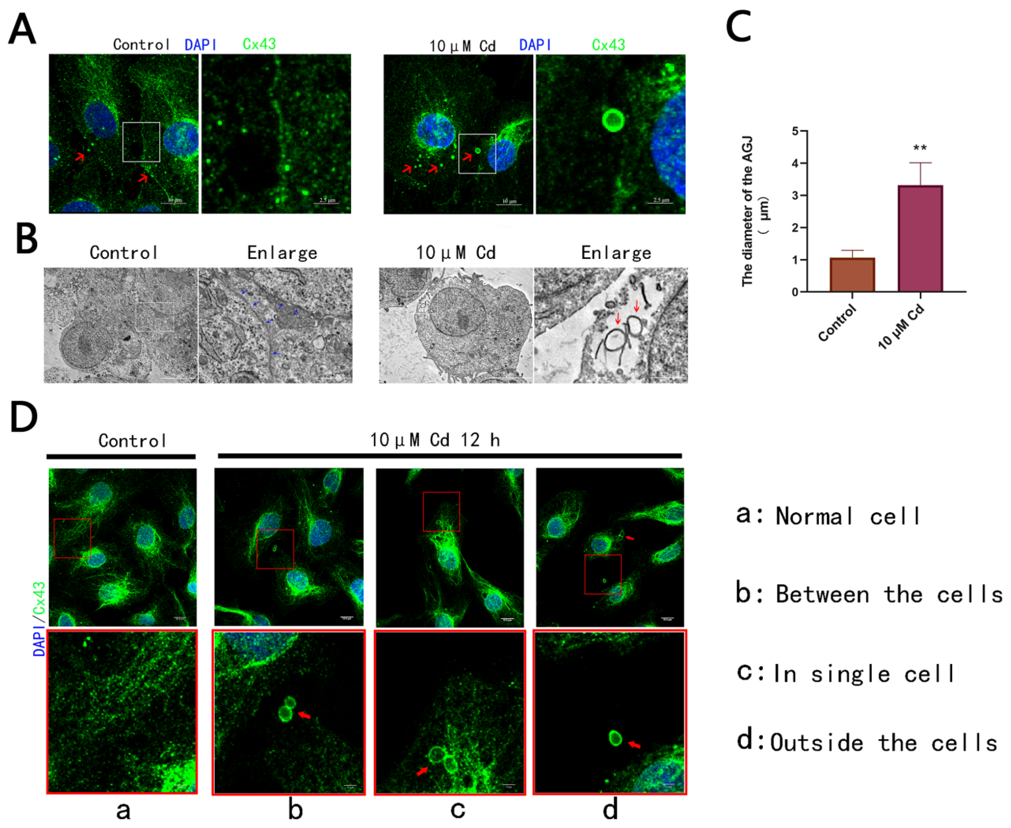 Ijms 23 15607 g003 Ijms 23 15607 g003