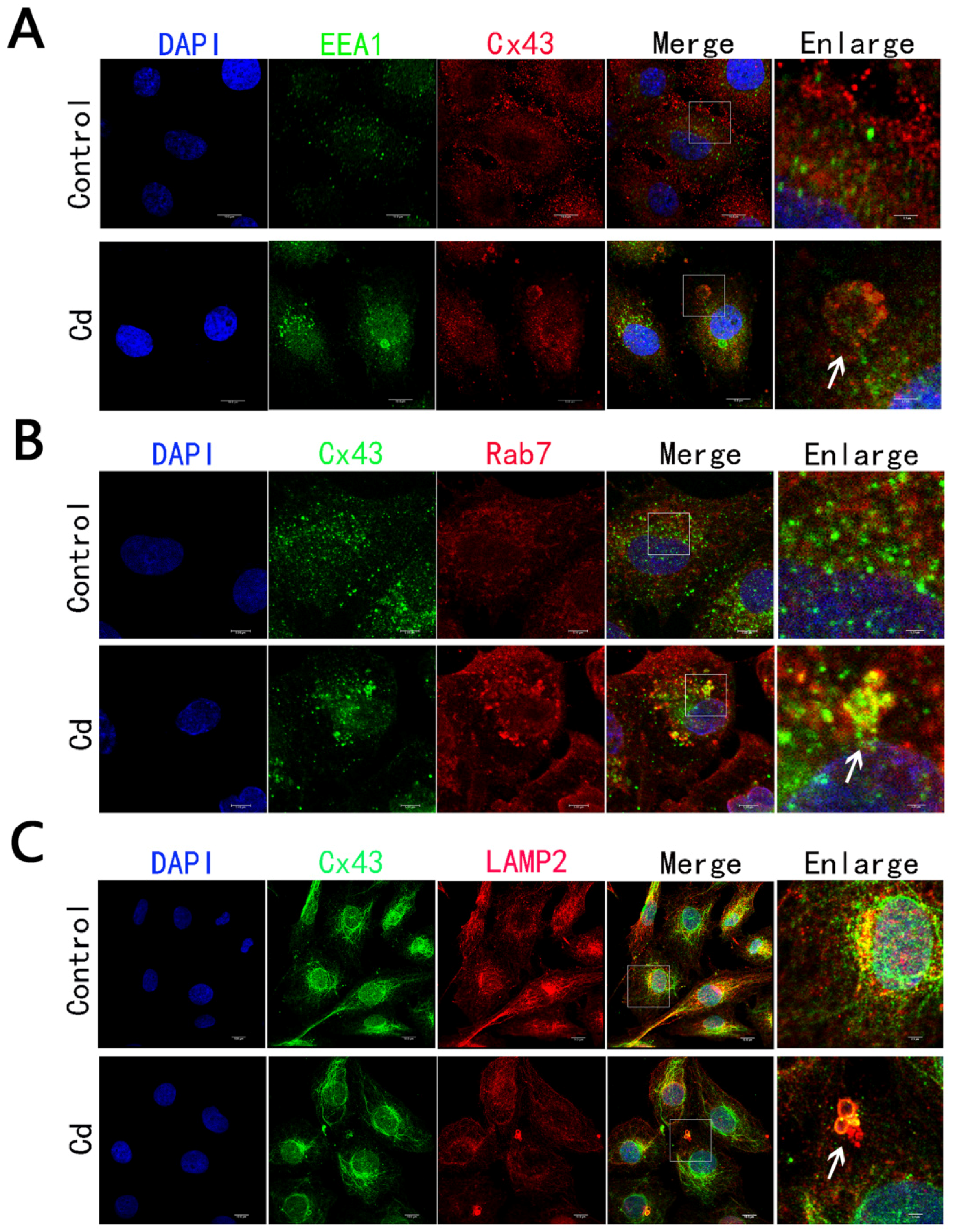 Ijms 23 15607 g004 Ijms 23 15607 g004