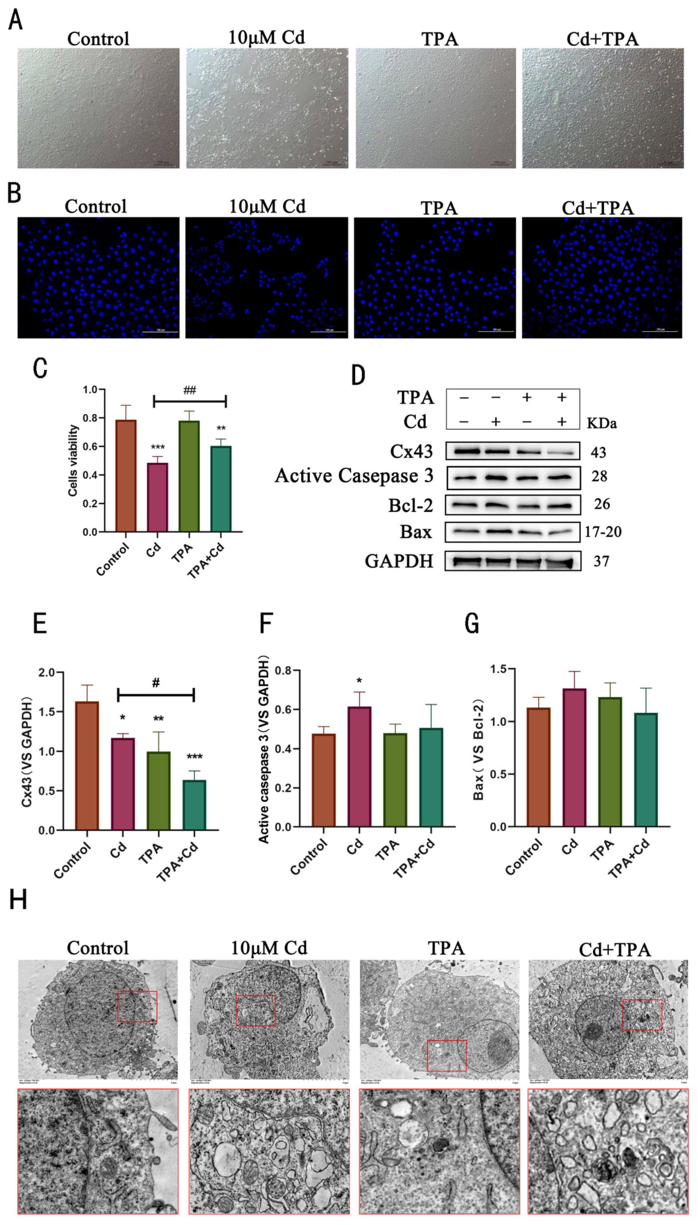 Ijms 23 15607 g005 Ijms 23 15607 g005