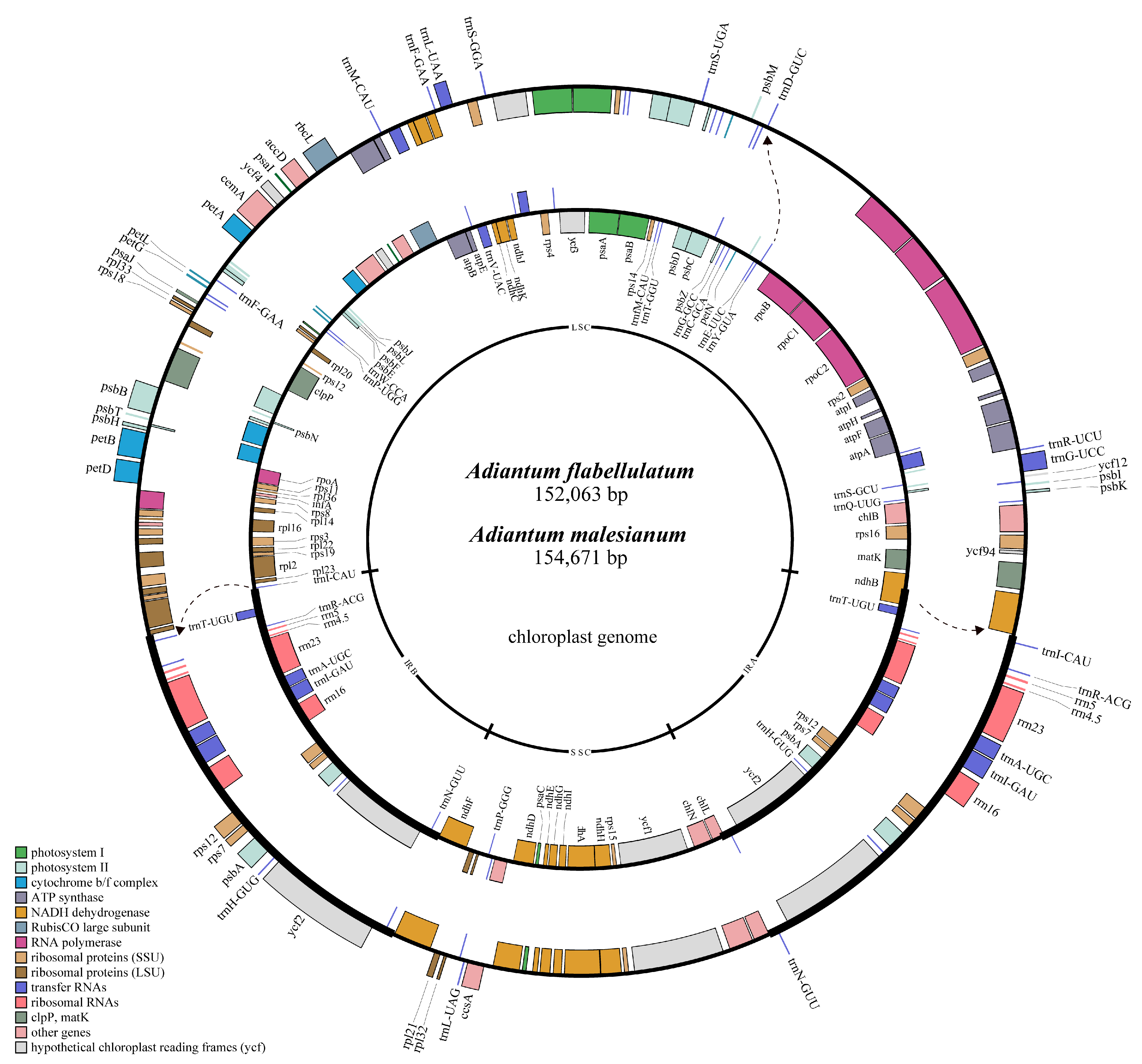 Ijms 23 15616 g001 Ijms 23 15616 g001