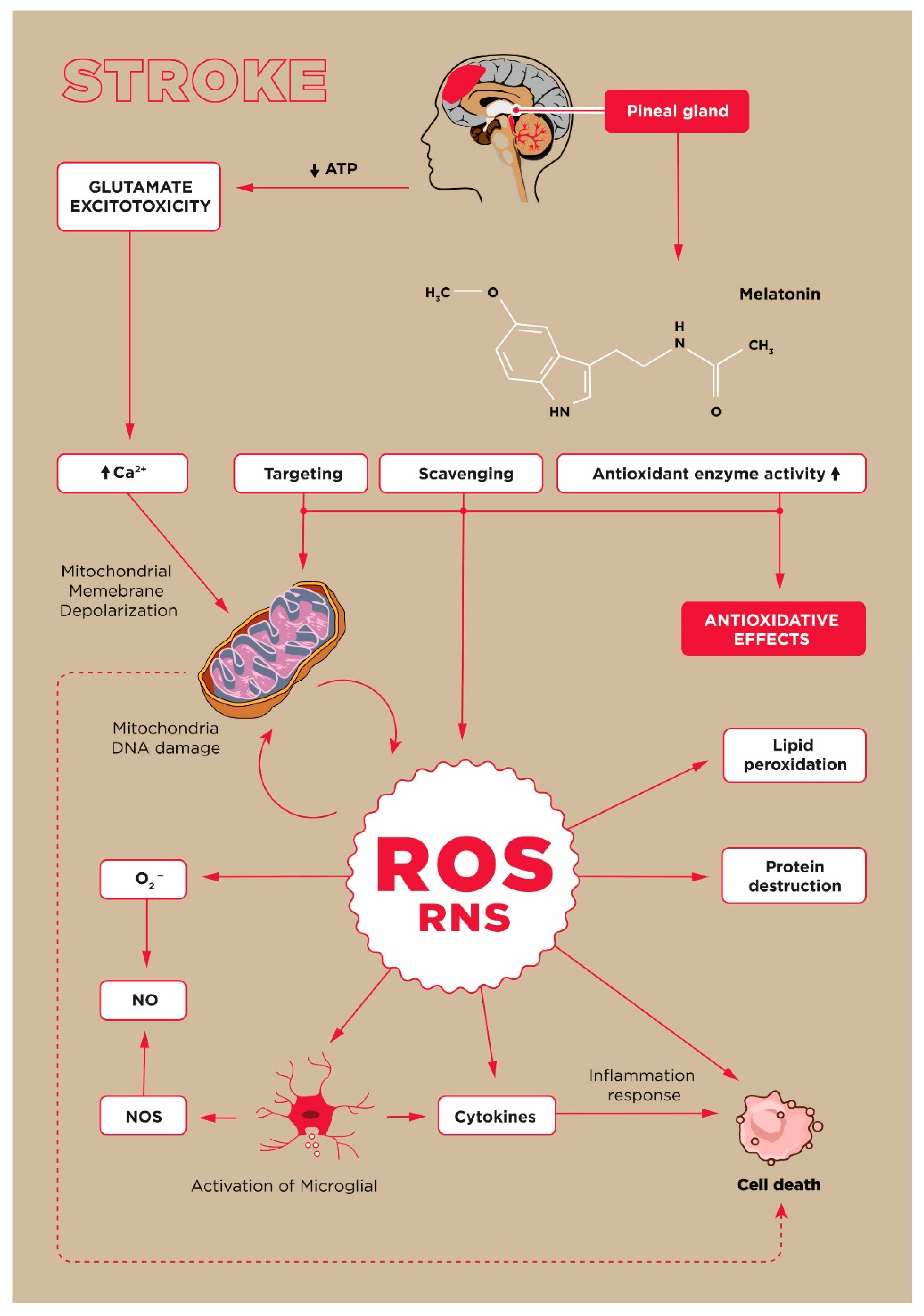 Ijms 23 15625 sch001 Ijms 23 15625 sch001