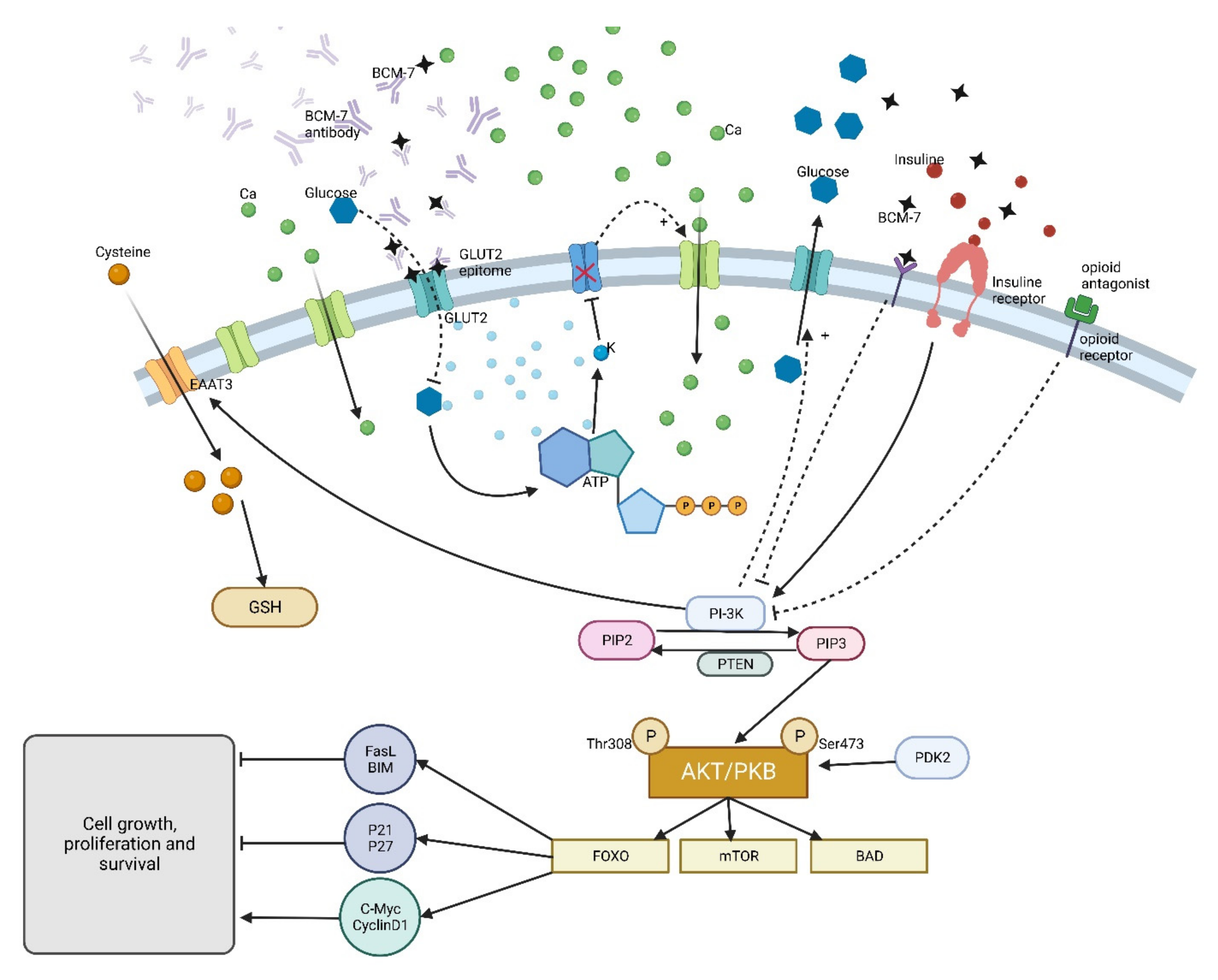 Ijms 23 15637 g005 Ijms 23 15637 g005