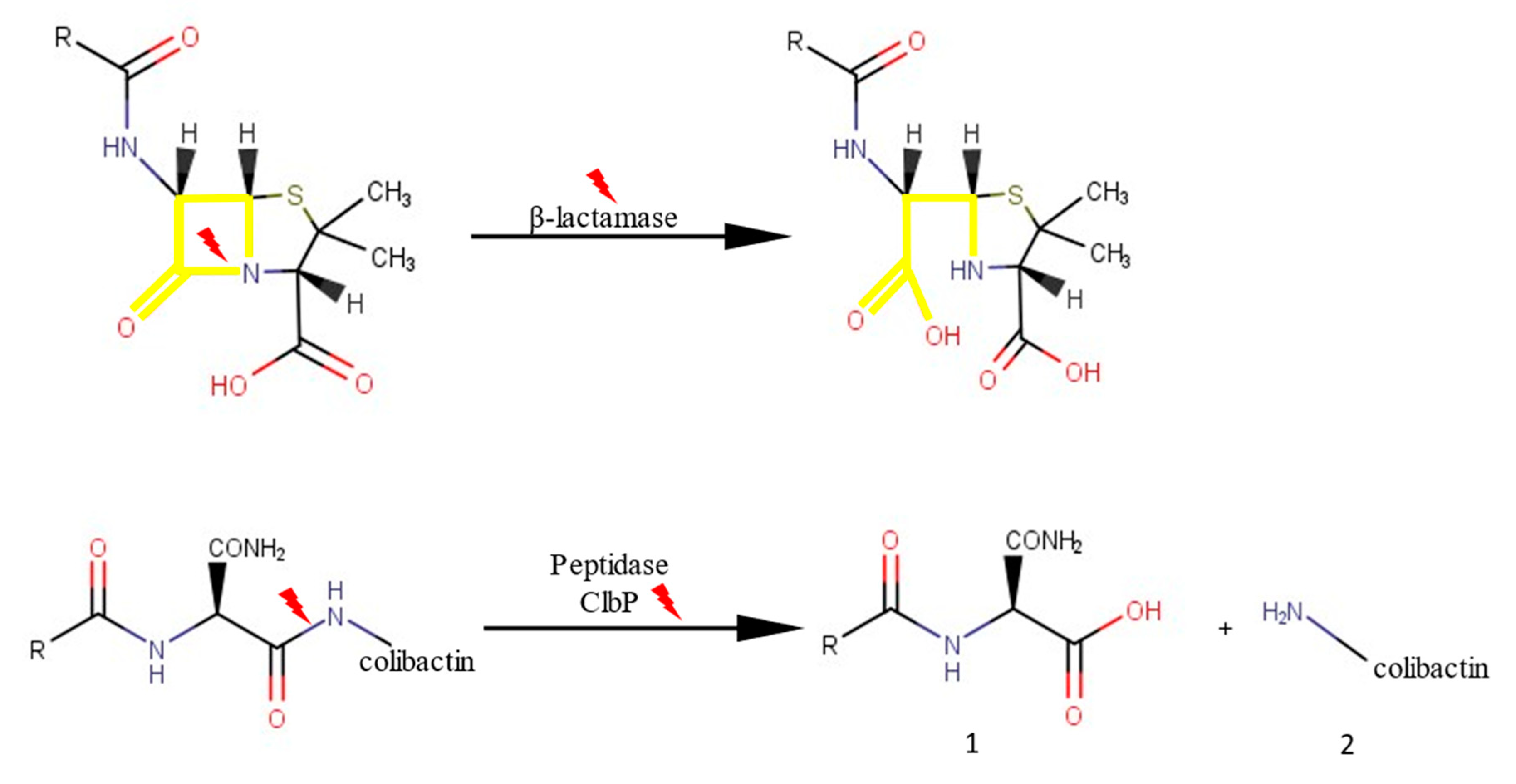 Ijms 23 15642 g004 Ijms 23 15642 g004