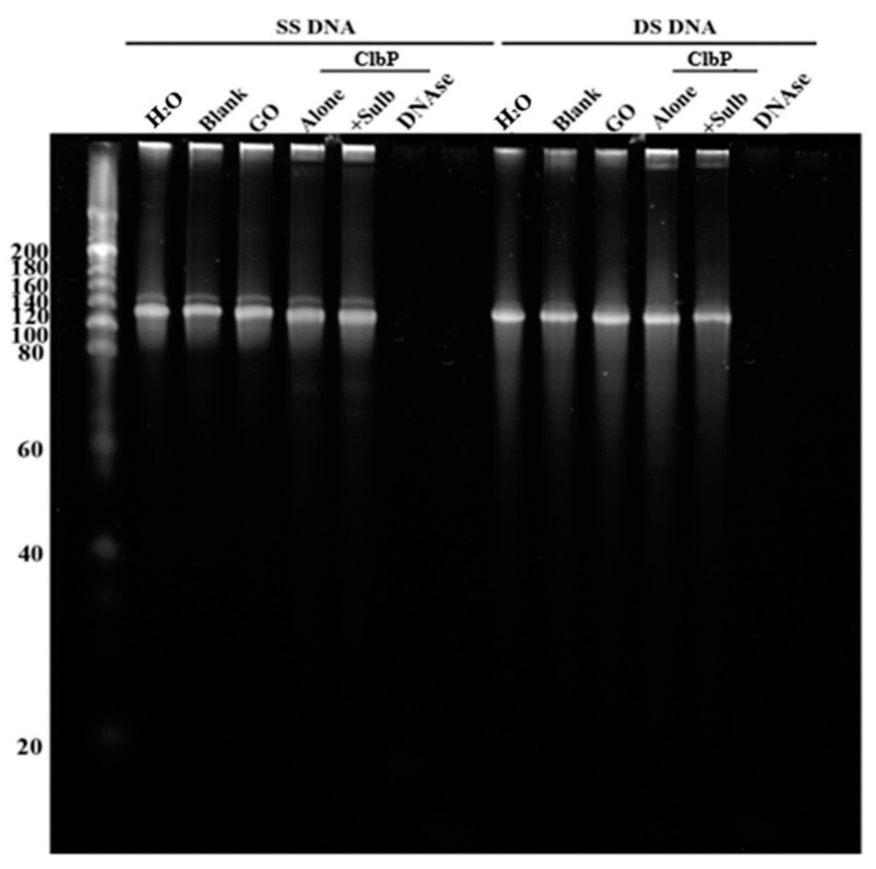 Ijms 23 15642 g007 Ijms 23 15642 g007