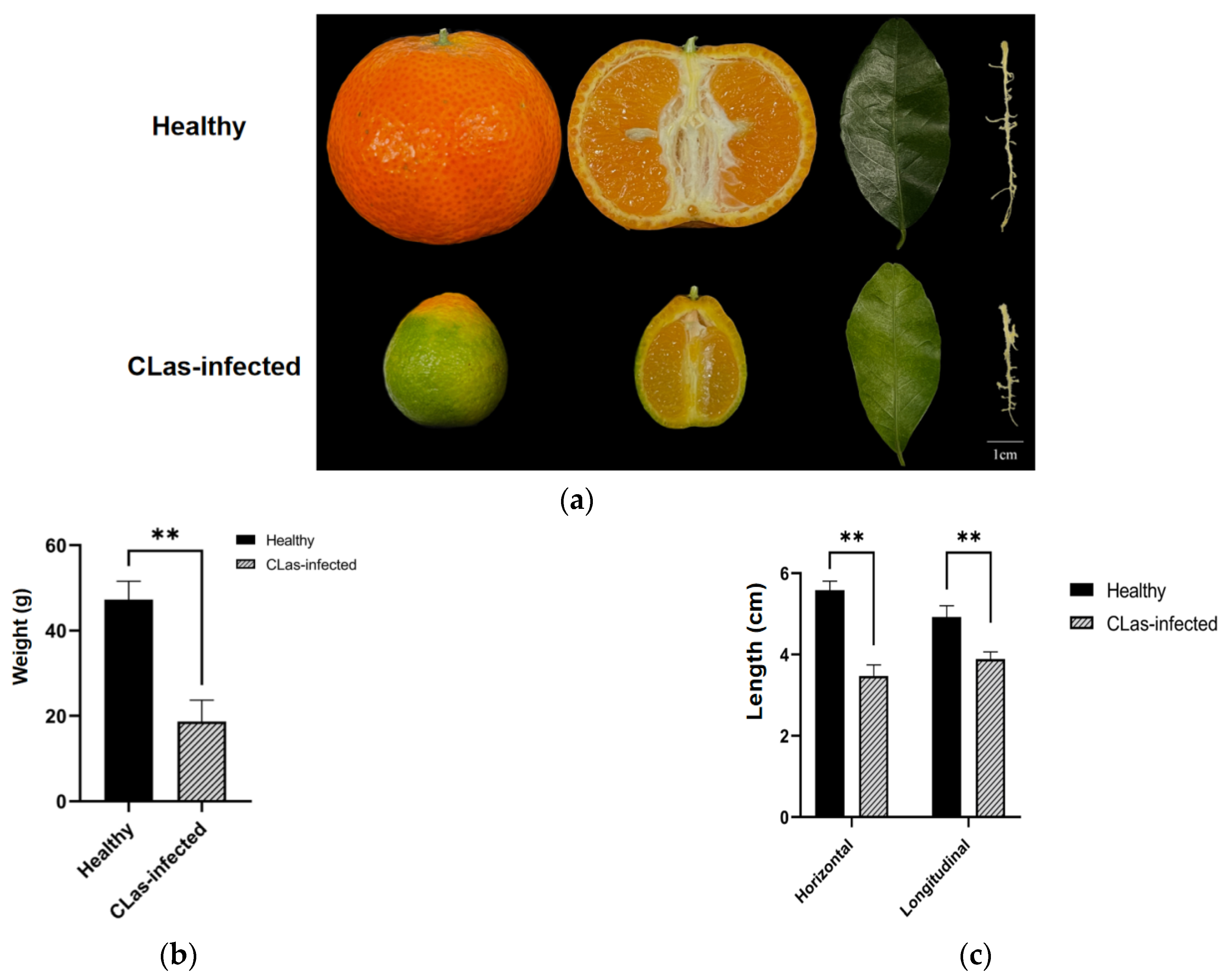 Ijms 23 15648 g001a Ijms 23 15648 g001a