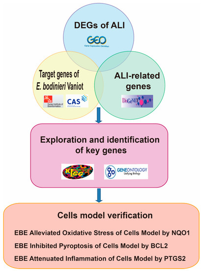Elsholtzia bodinieri Vaniot Ameliorated Acute Lung Injury by