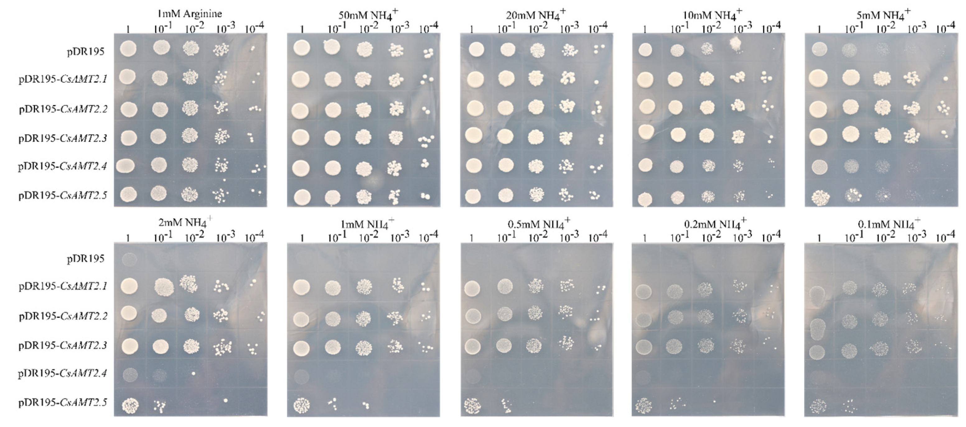 Ijms 23 15661 g008 Ijms 23 15661 g008