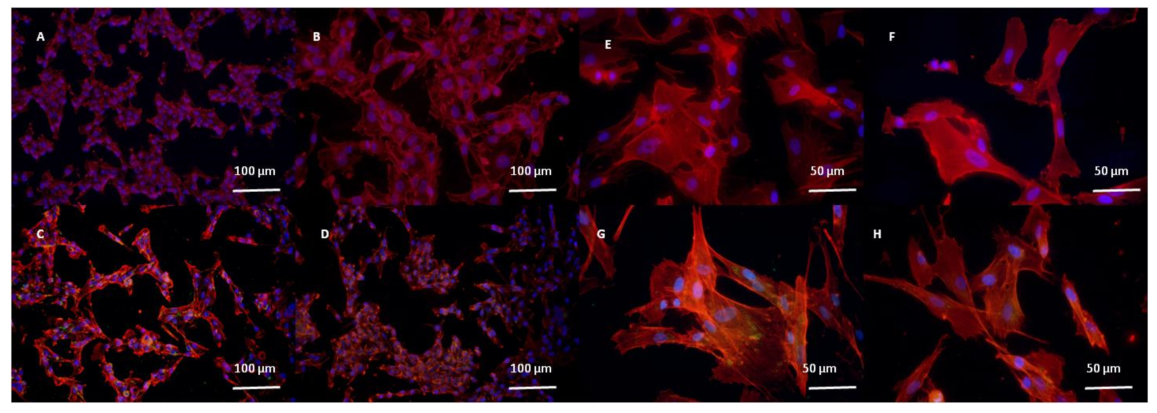 Ijms 23 15663 g012 Ijms 23 15663 g012