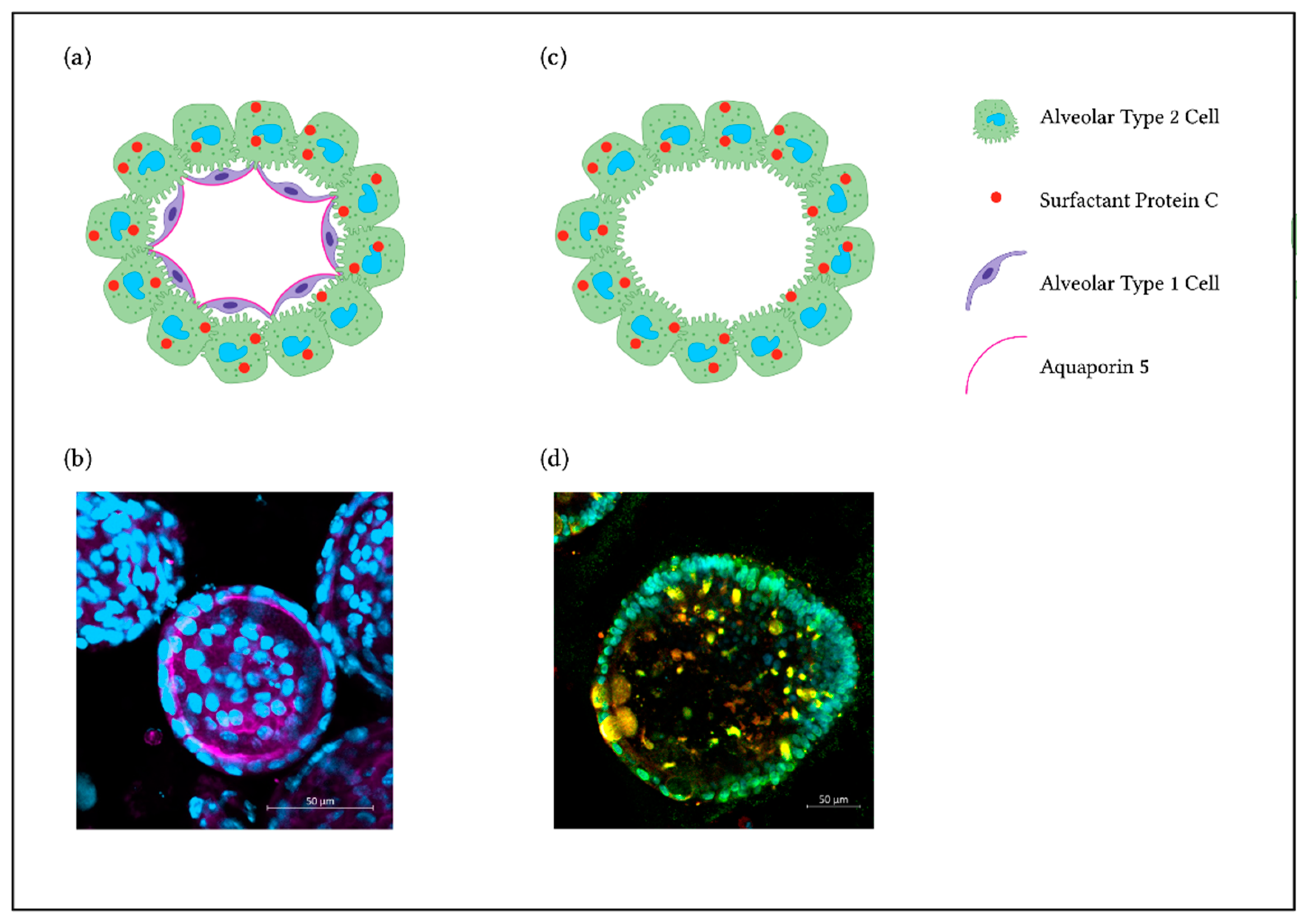 Ijms 23 15666 g002 Ijms 23 15666 g002