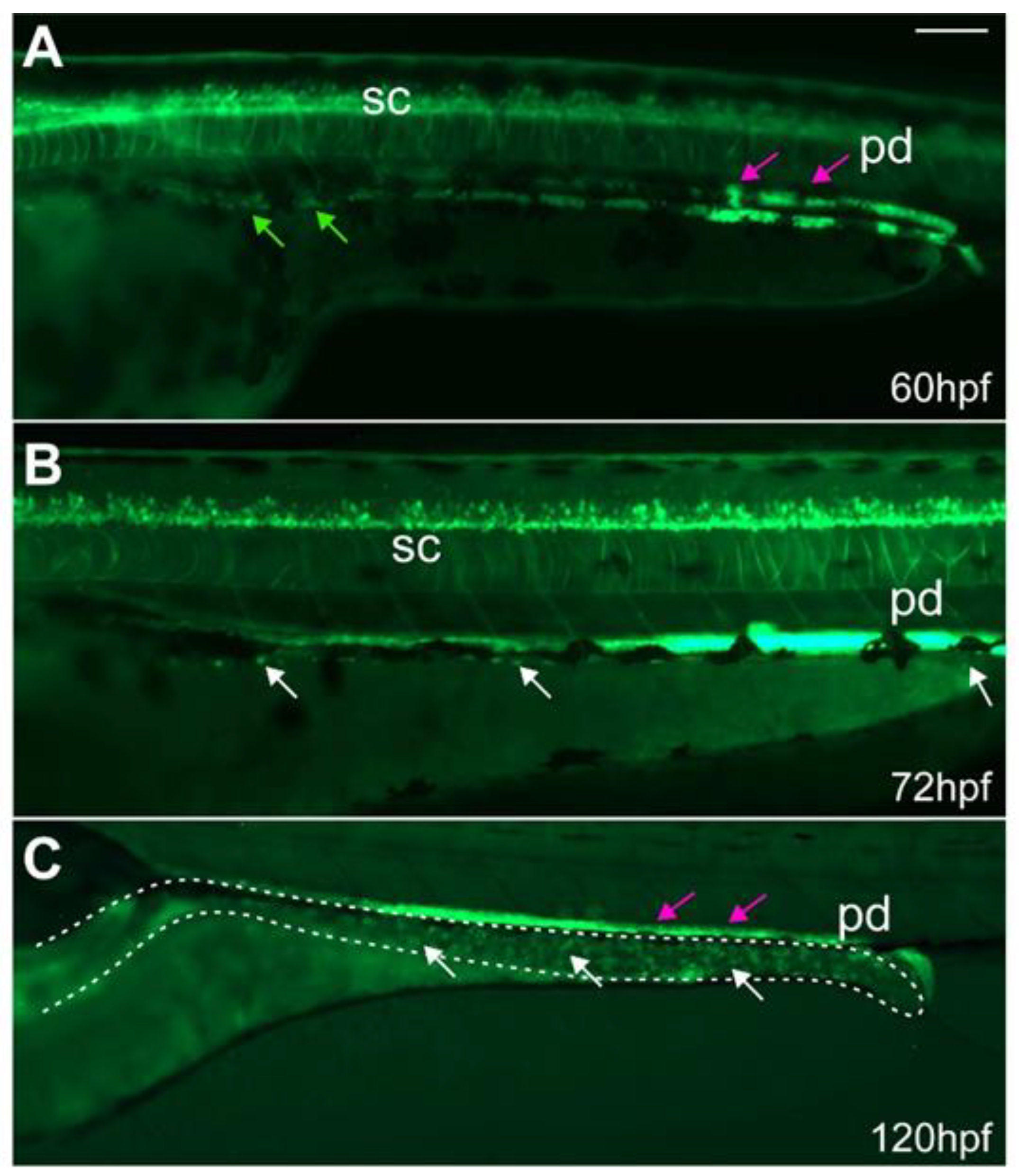 Ijms 23 15667 g002 Ijms 23 15667 g002