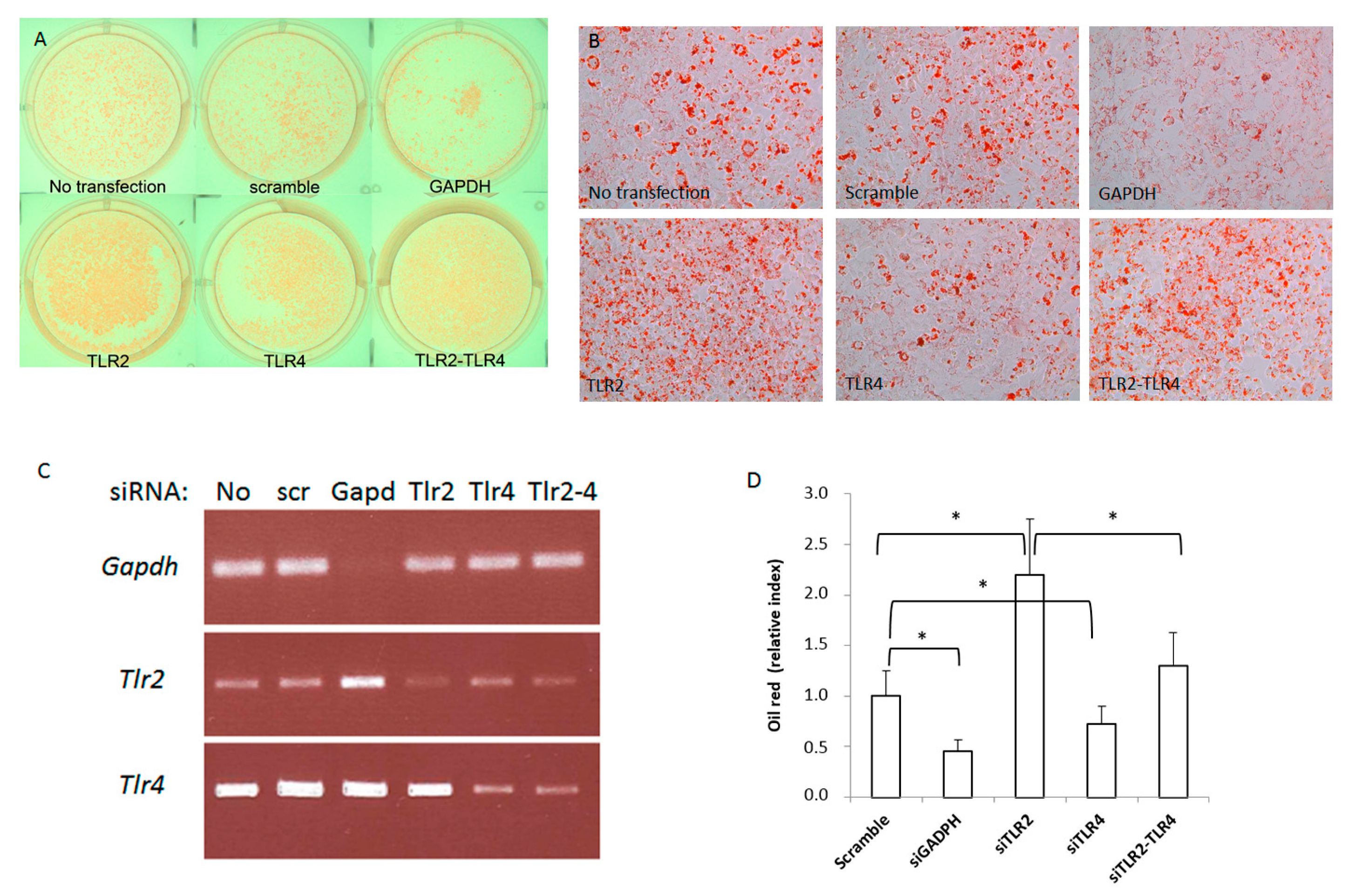 Ijms 23 15682 g001 Ijms 23 15682 g001