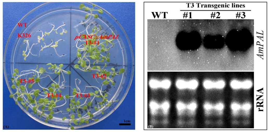 Ijms 23 15686 g004 Ijms 23 15686 g004