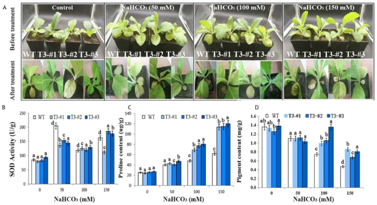 Ijms 23 15686 g007 Ijms 23 15686 g007