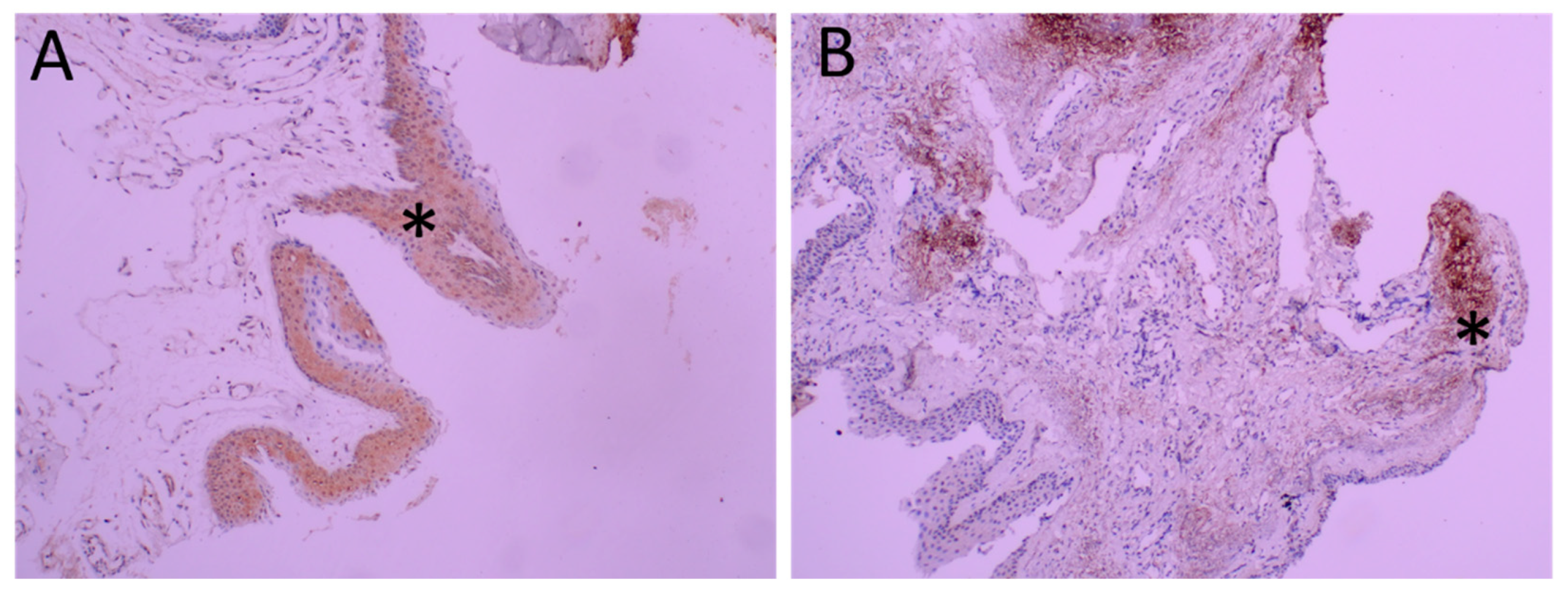 Ijms 23 15692 g002 Ijms 23 15692 g002