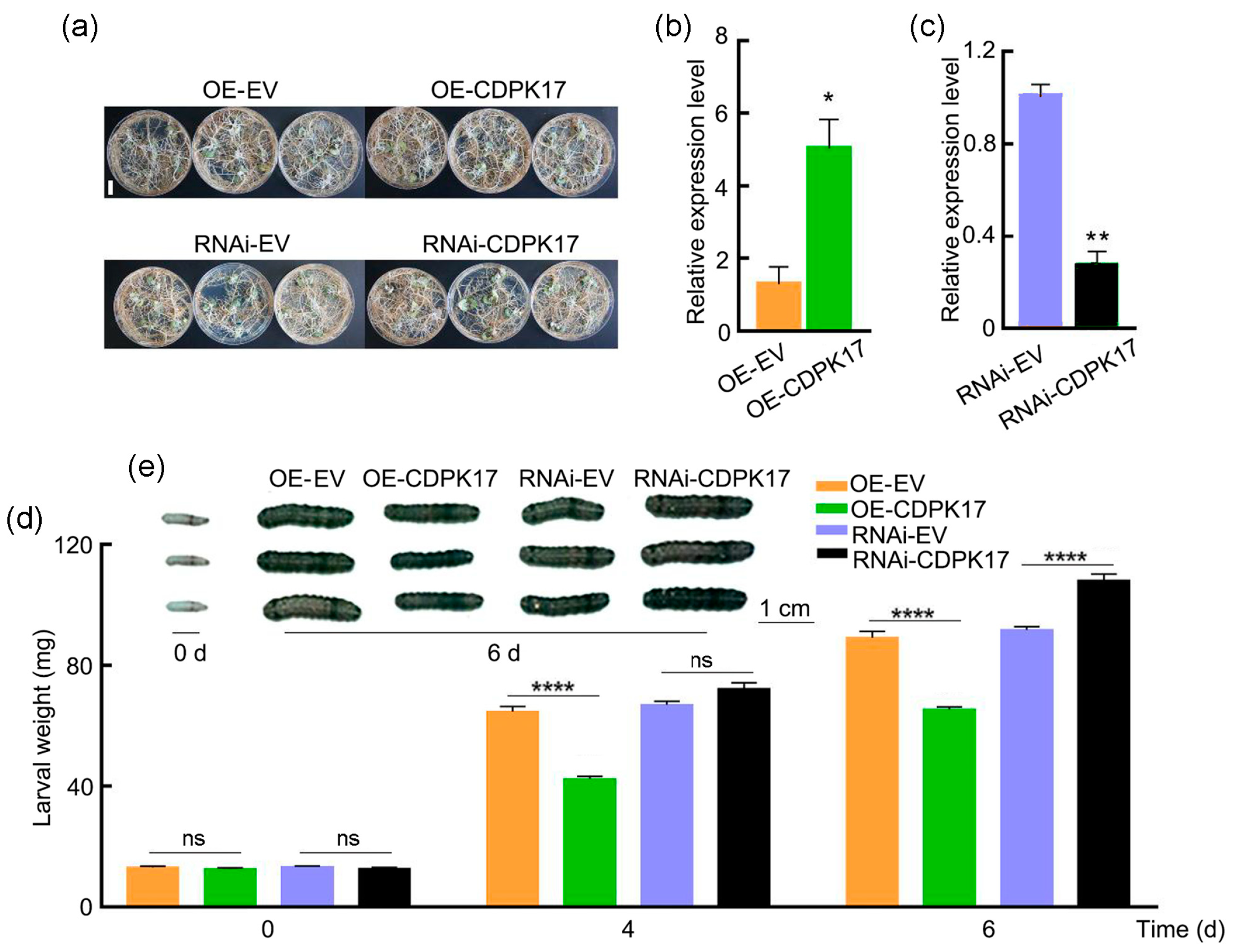 Ijms 23 15696 g005 Ijms 23 15696 g005