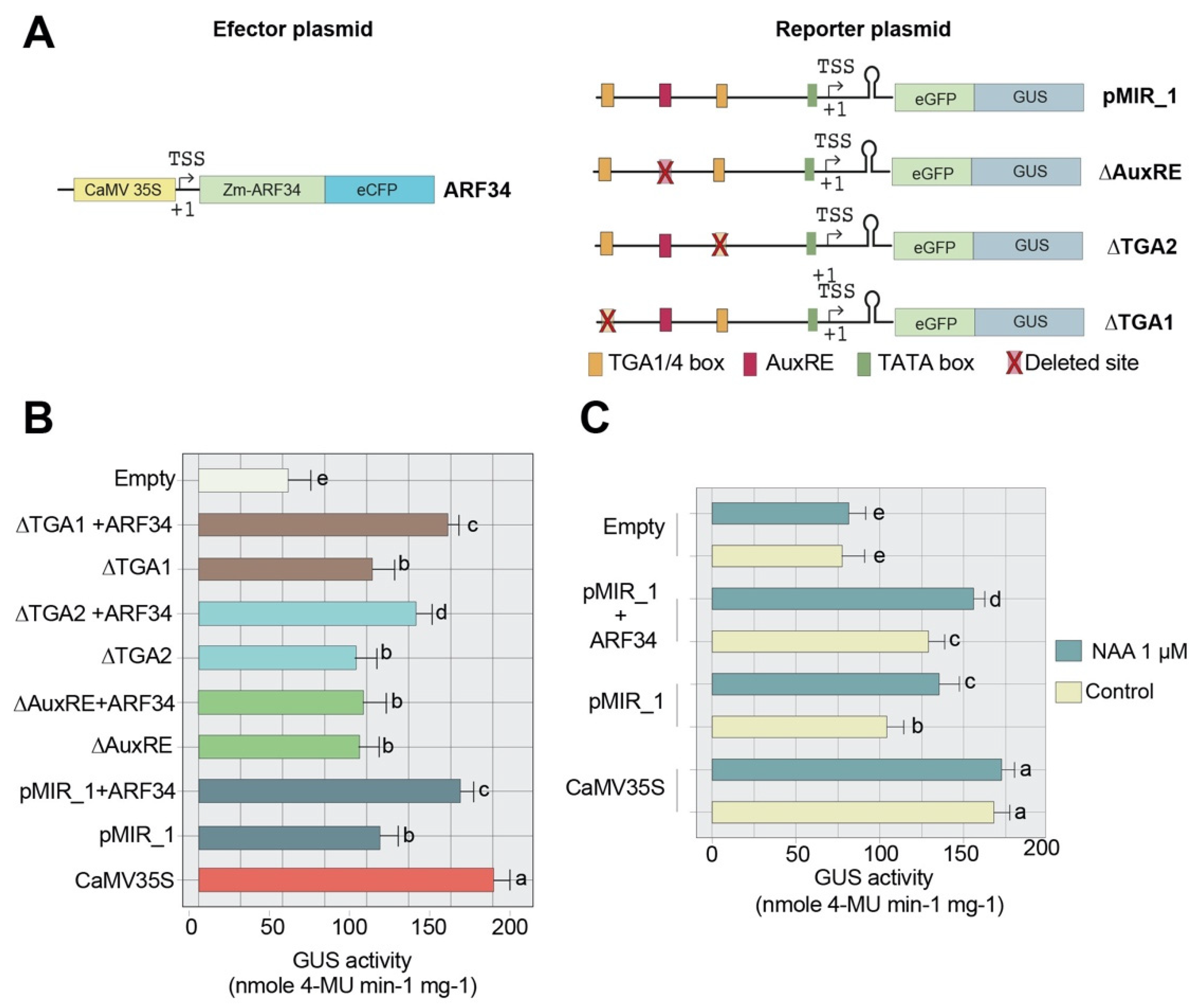 Ijms 23 15718 g007 Ijms 23 15718 g007