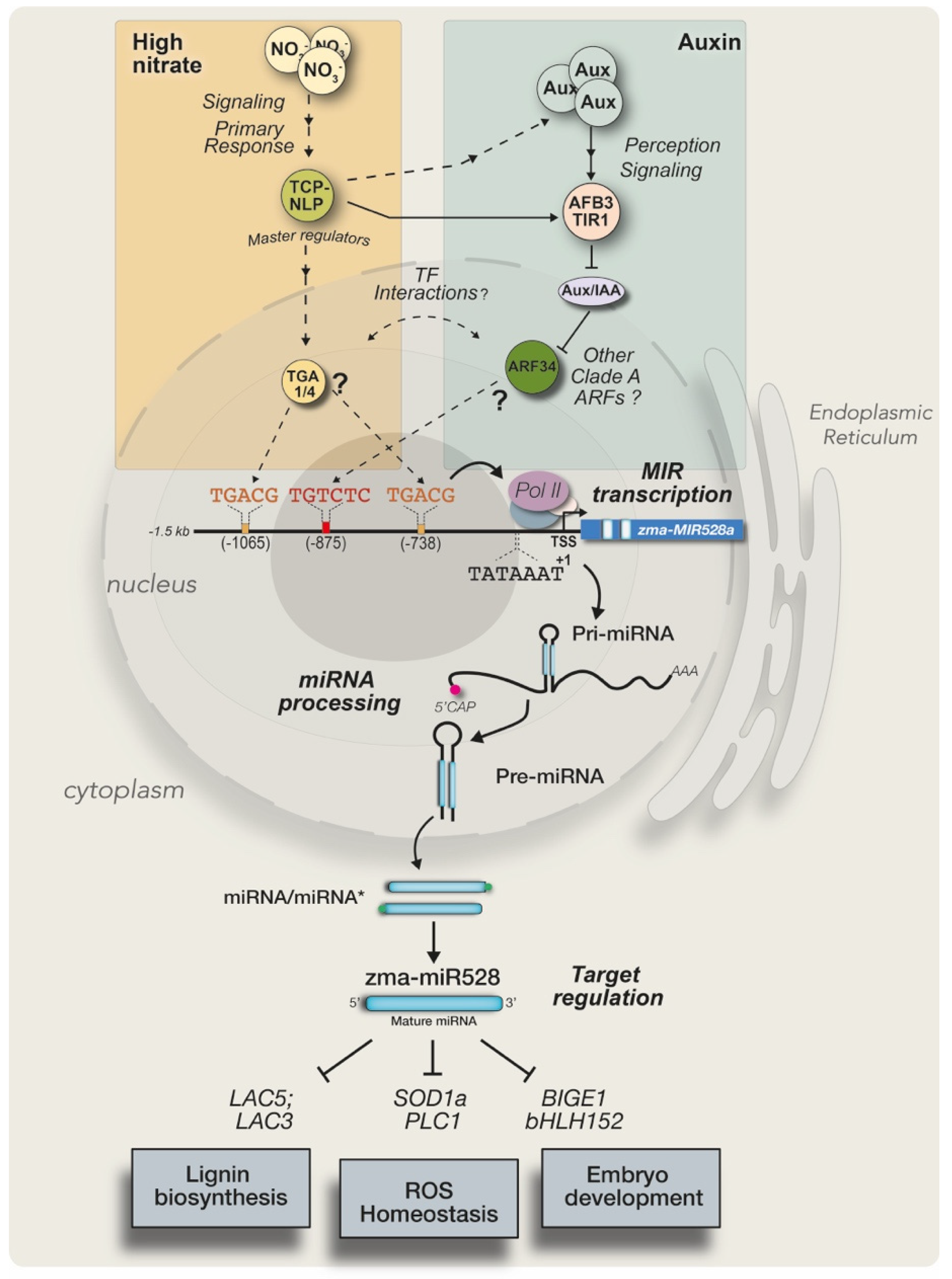 Ijms 23 15718 g008 Ijms 23 15718 g008