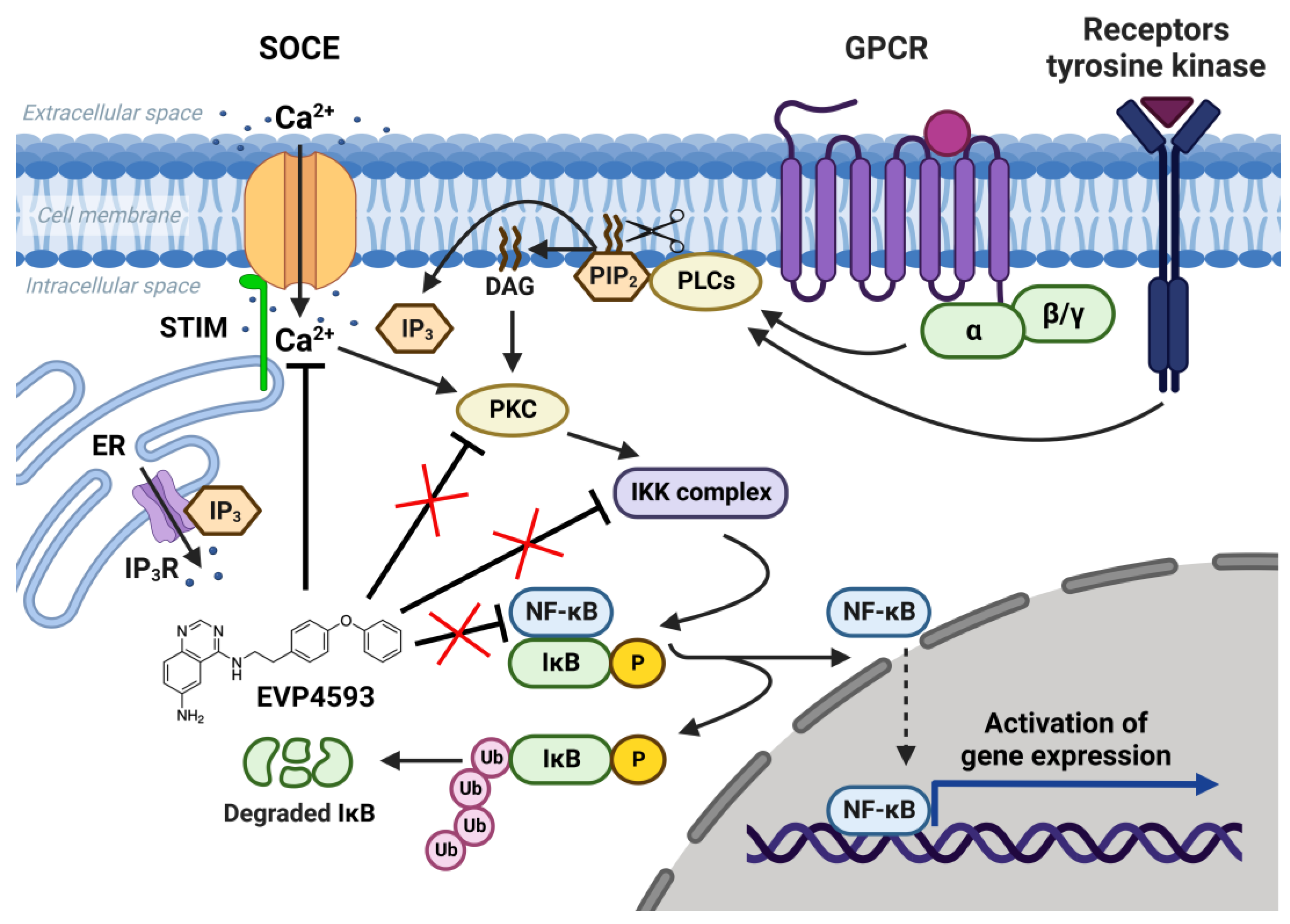 Ijms 23 15724 g001 Ijms 23 15724 g001