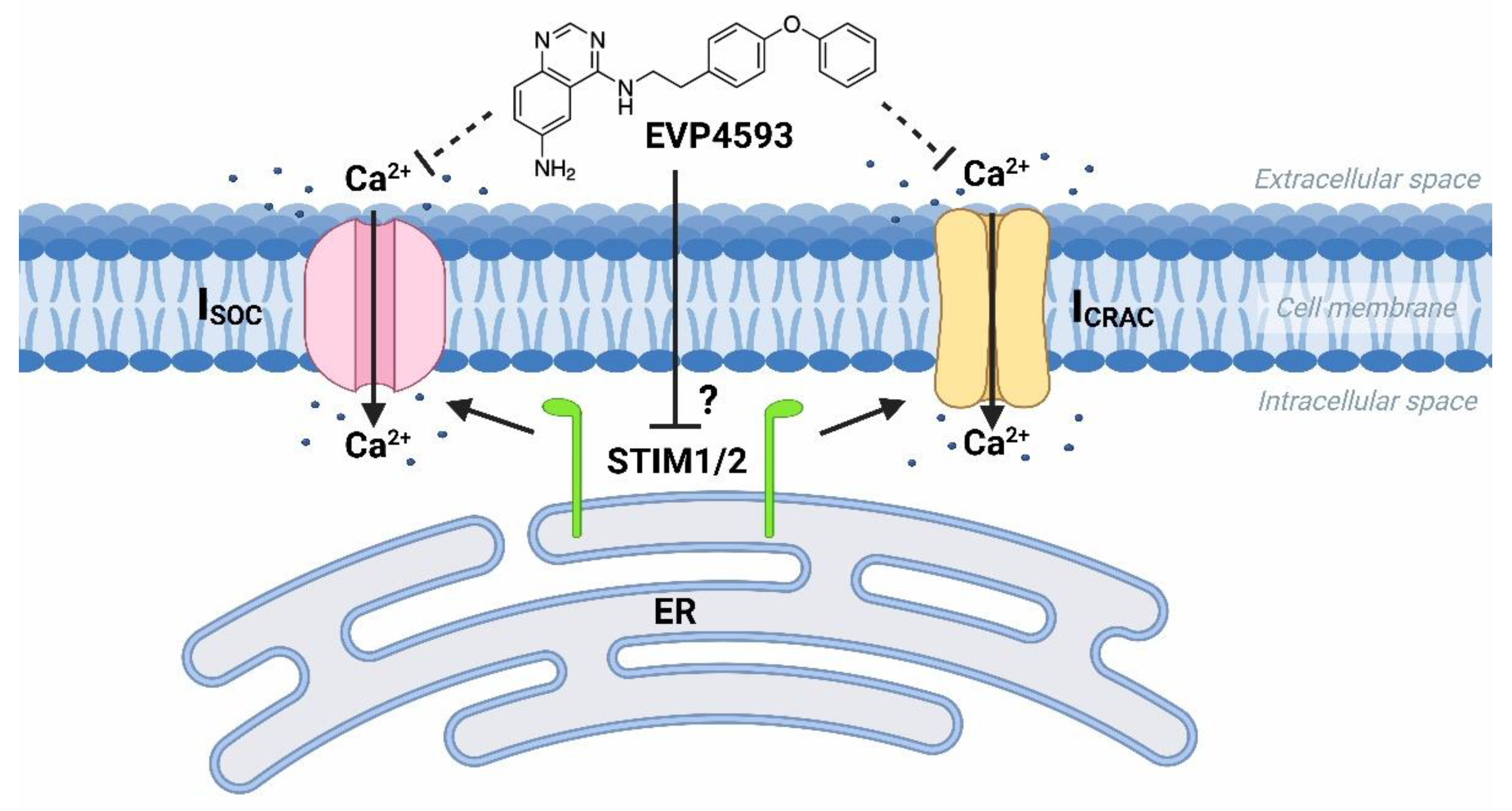 Ijms 23 15724 g002 Ijms 23 15724 g002