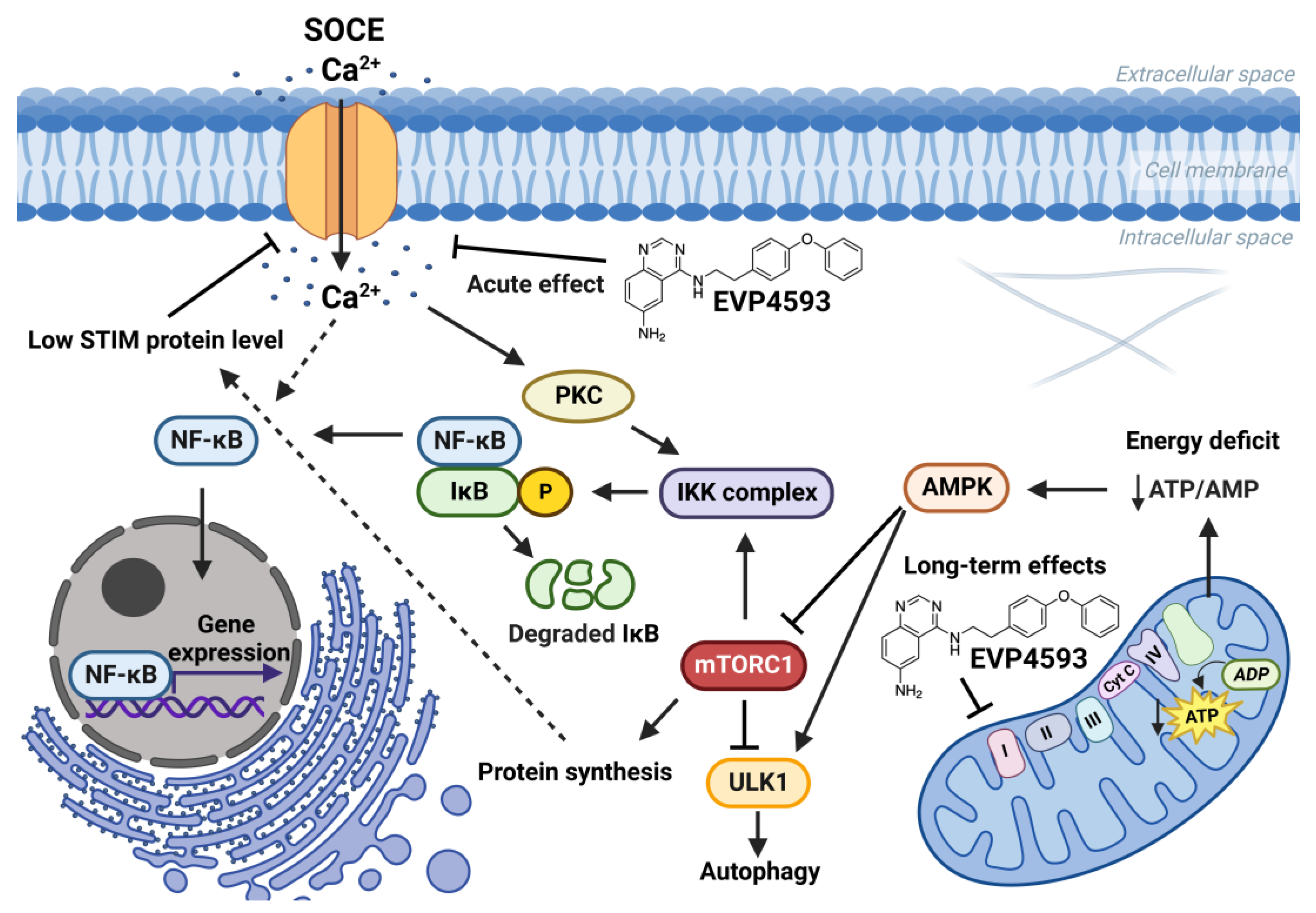 Ijms 23 15724 g004 Ijms 23 15724 g004