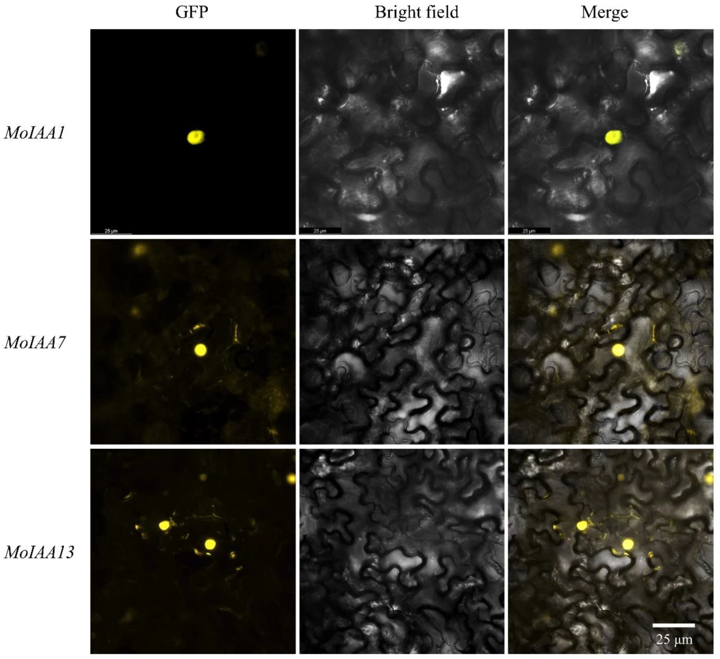 Ijms 23 15729 g008 Ijms 23 15729 g008