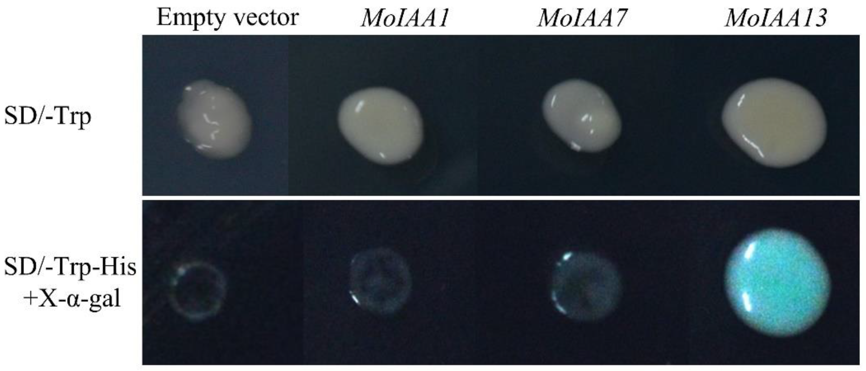 Ijms 23 15729 g009 Ijms 23 15729 g009