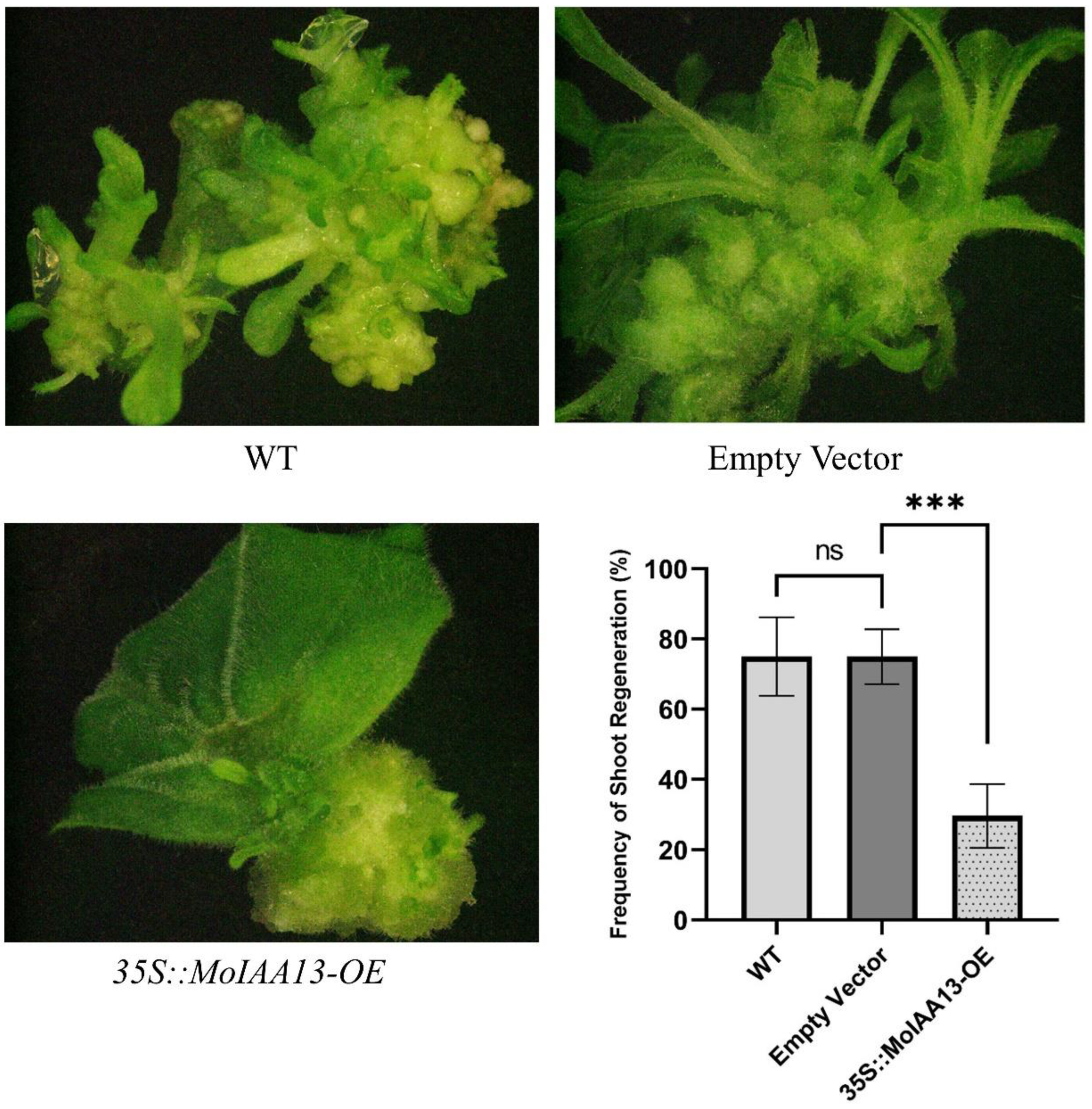 Ijms 23 15729 g010 Ijms 23 15729 g010