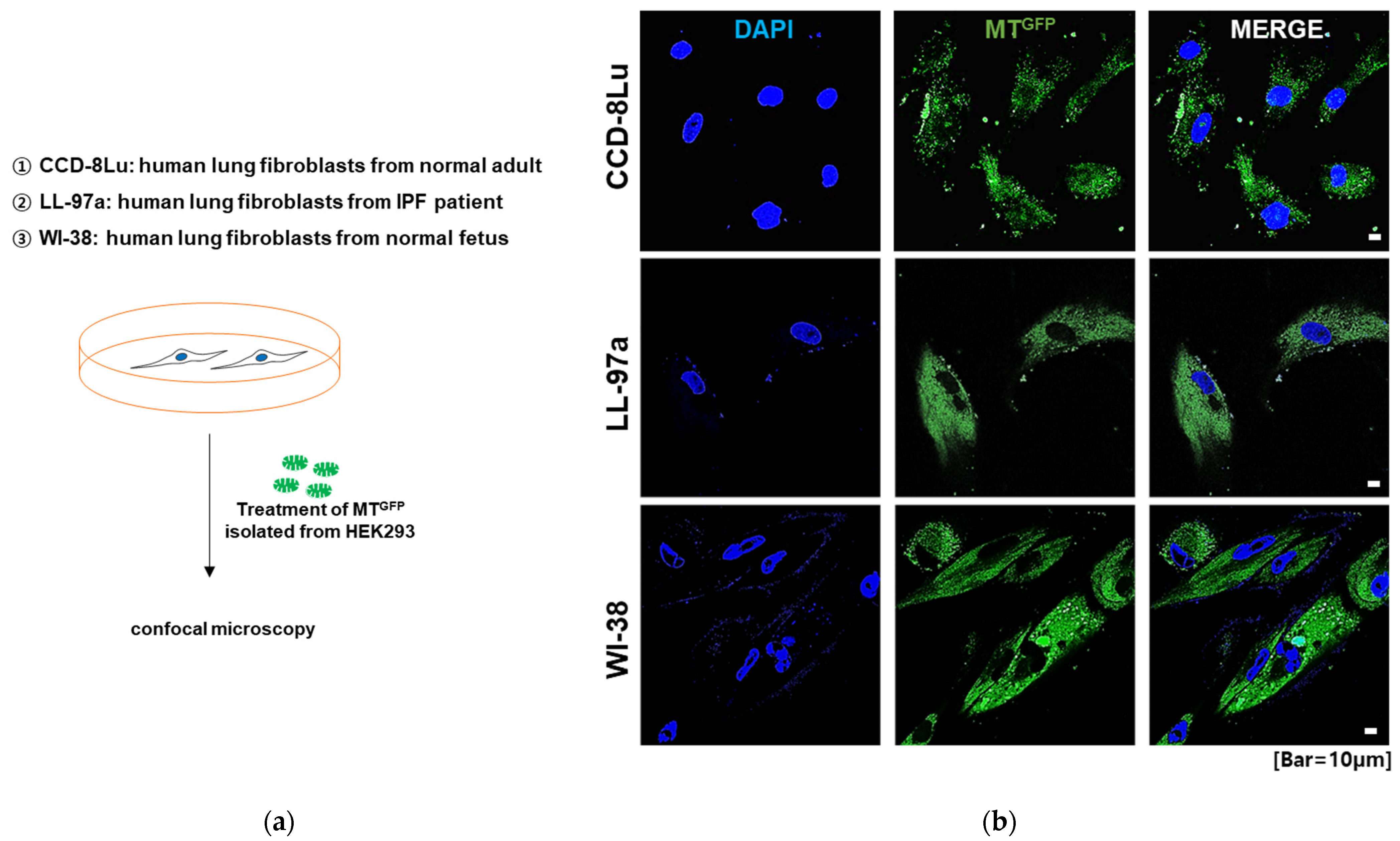 Ijms 23 15734 g001 Ijms 23 15734 g001