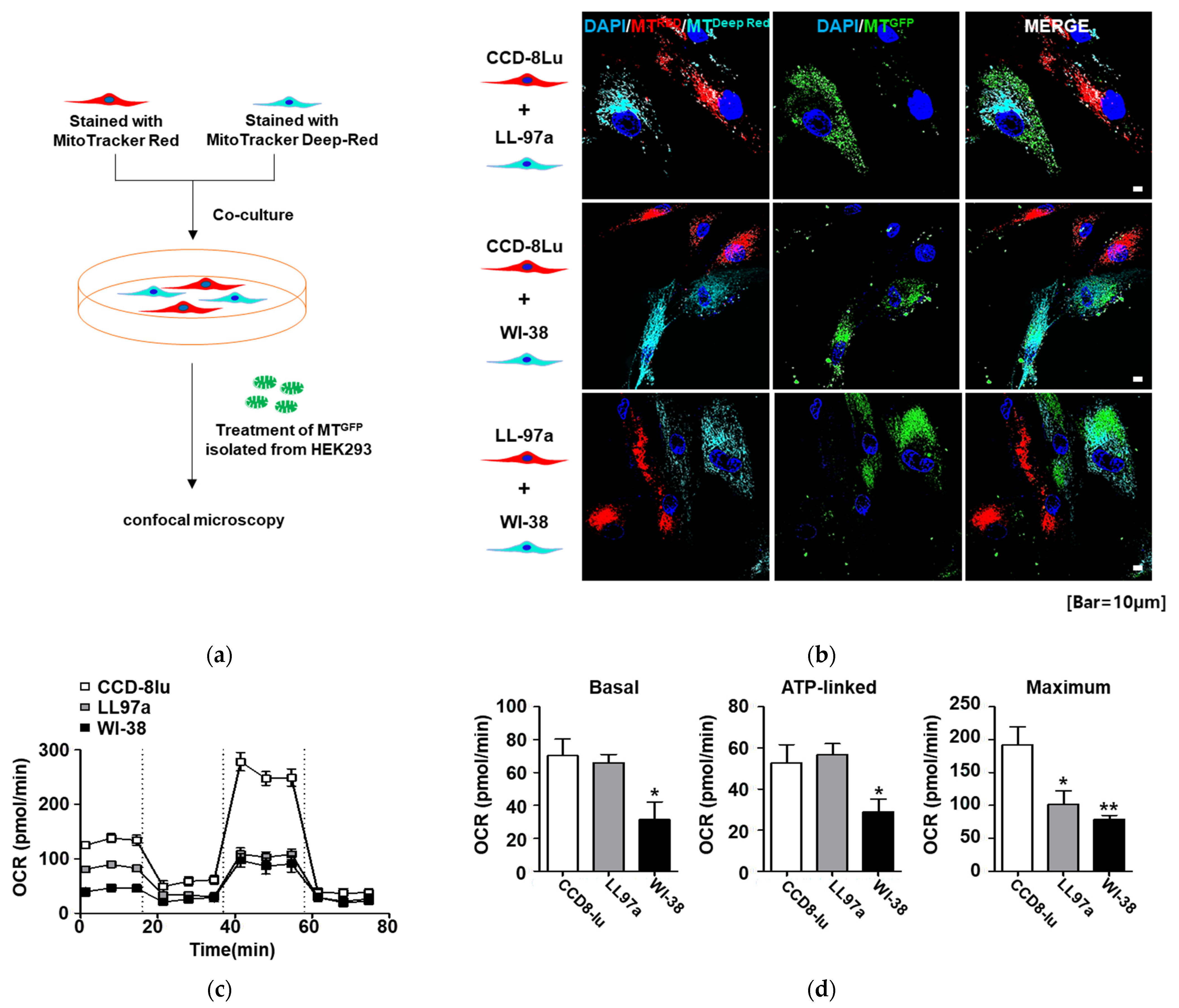 Ijms 23 15734 g002 Ijms 23 15734 g002