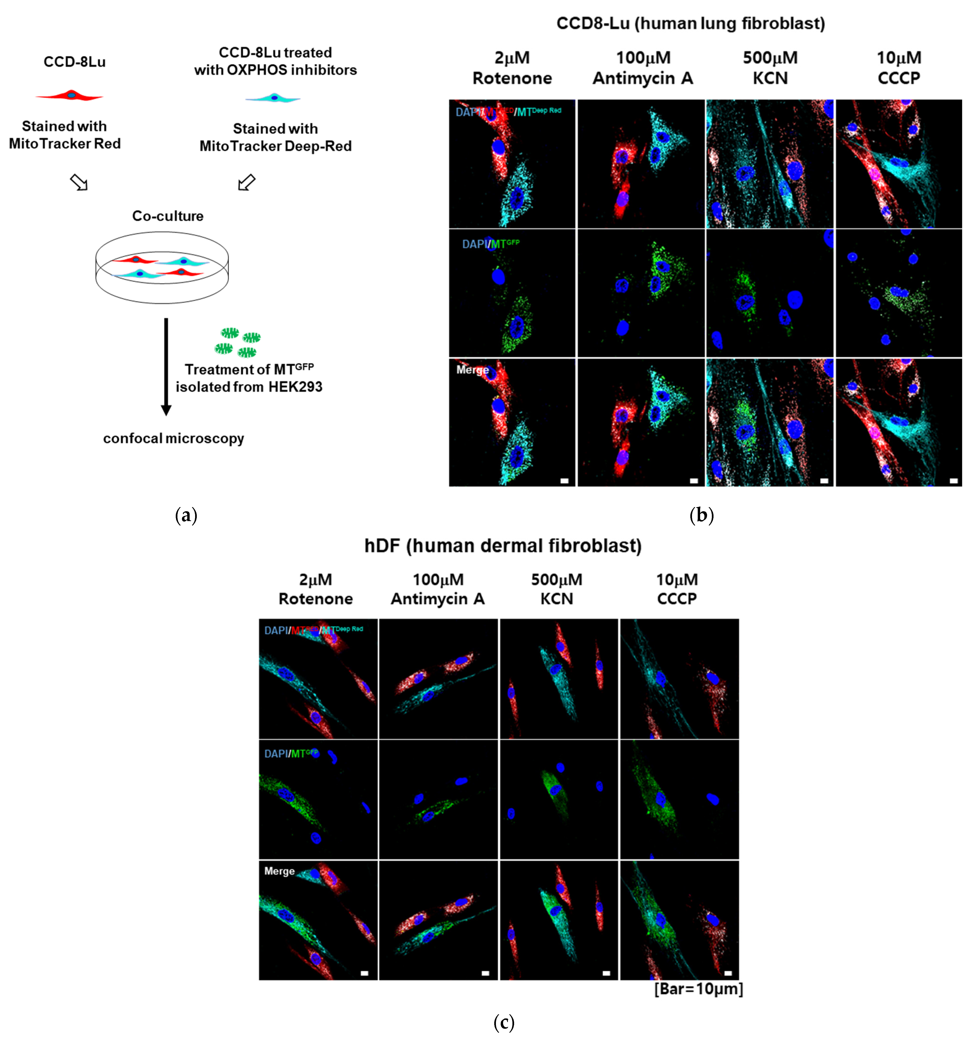 Ijms 23 15734 g003 Ijms 23 15734 g003