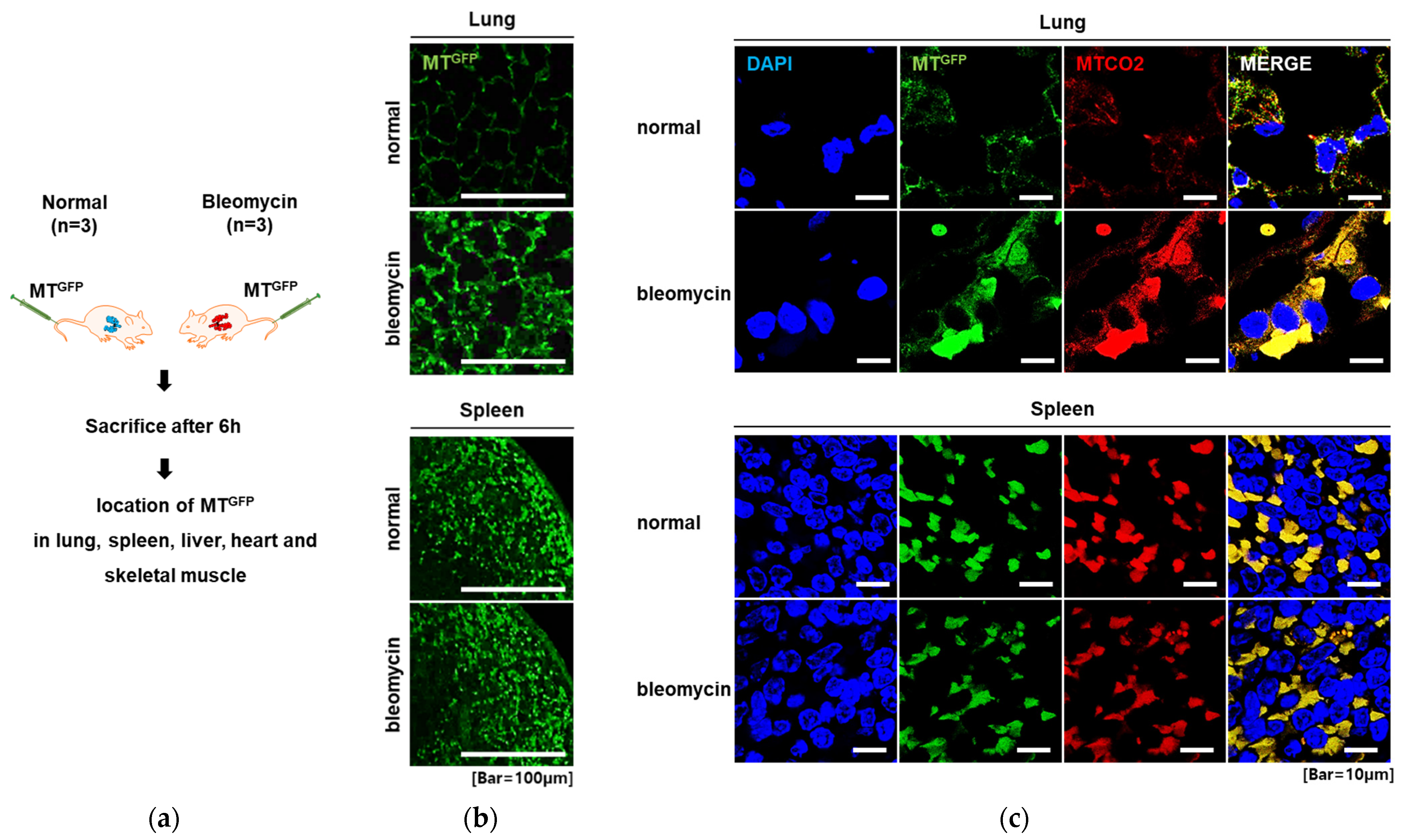 Ijms 23 15734 g004 Ijms 23 15734 g004