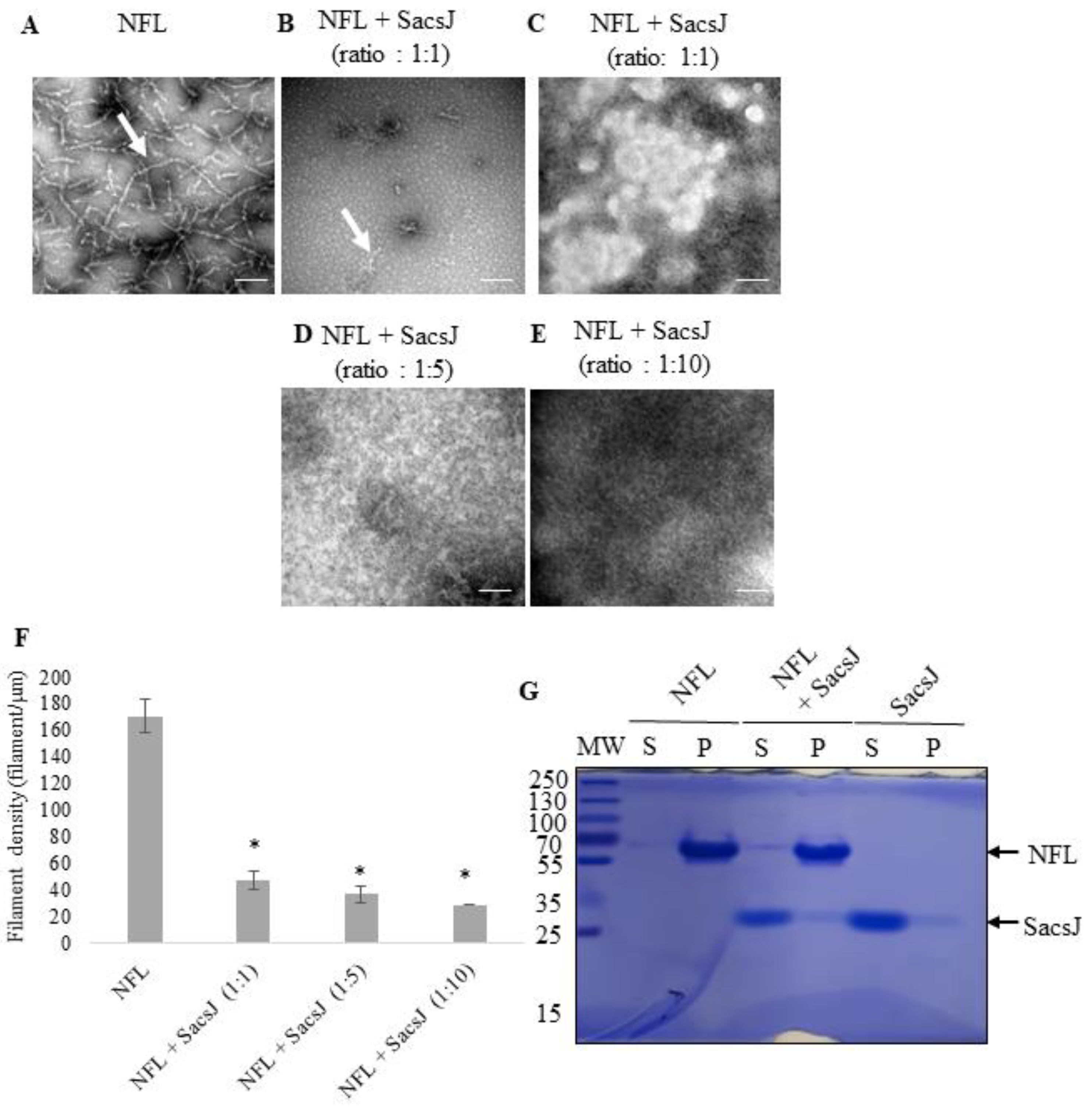 Ijms 23 15742 g002 Ijms 23 15742 g002