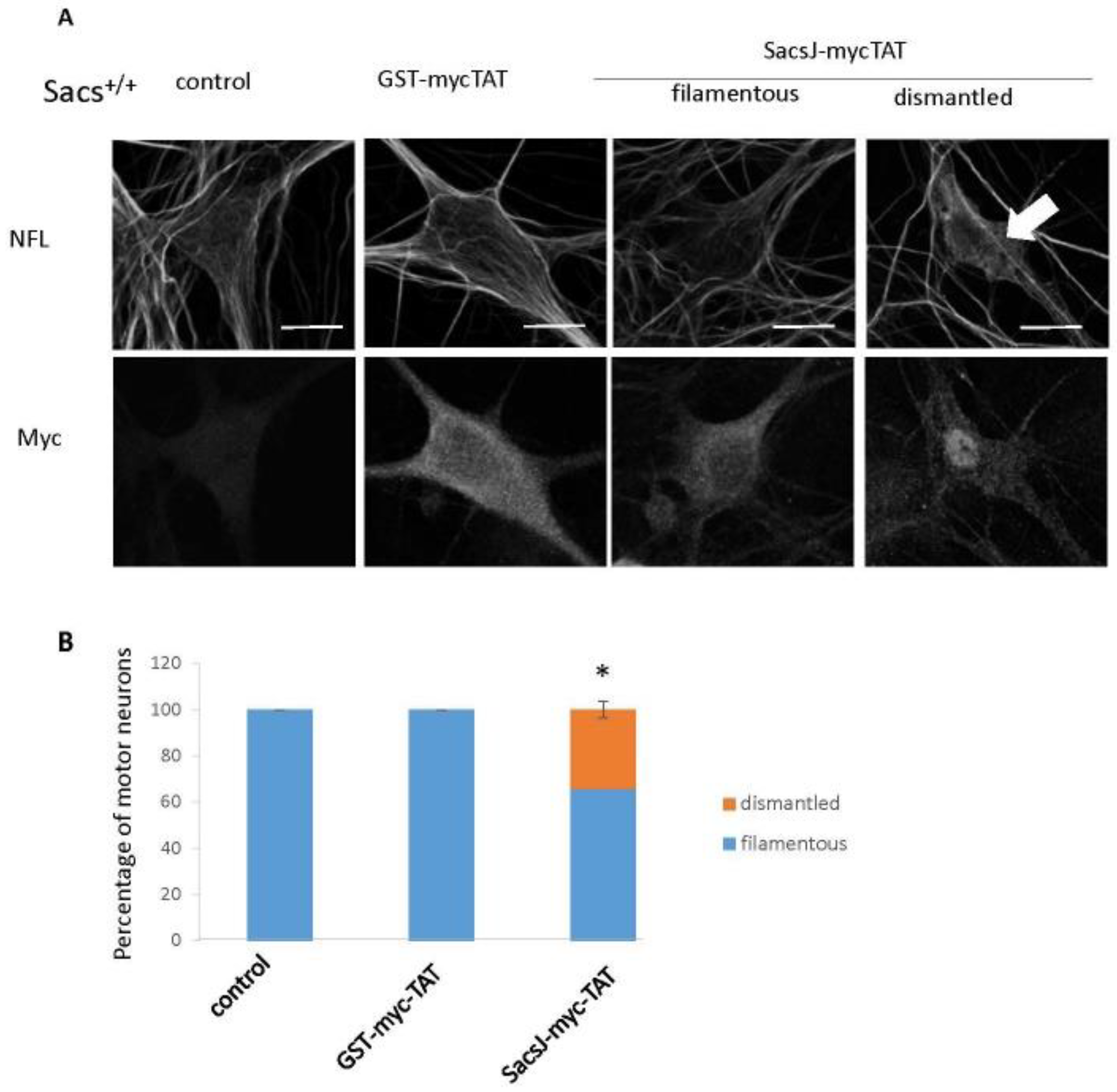 Ijms 23 15742 g007 Ijms 23 15742 g007