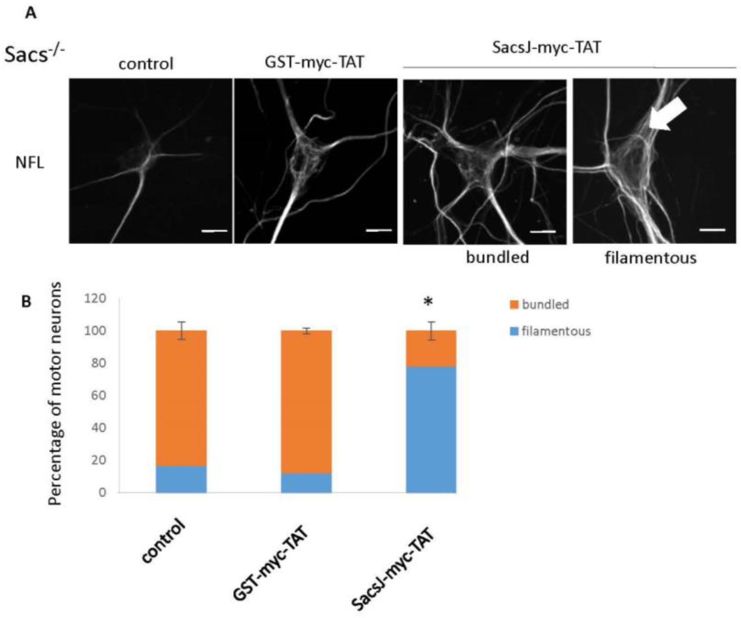 Ijms 23 15742 g008 Ijms 23 15742 g008