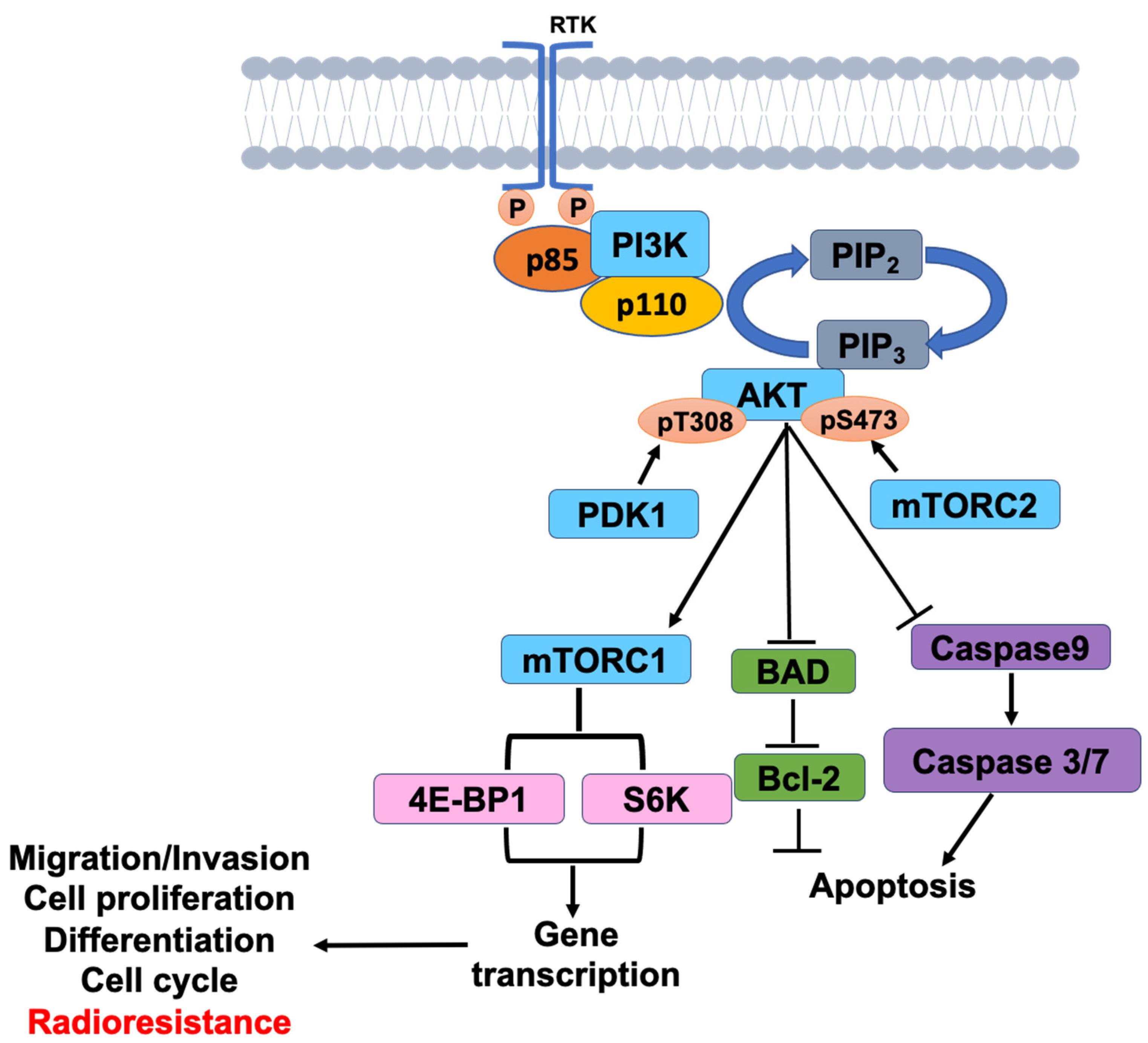 IJMS | Free Full-Text | Targeting PI3K/AKT/mTOR Signaling Pathway as a Radiosensitization in Head and Neck Squamous Cell Carcinomas