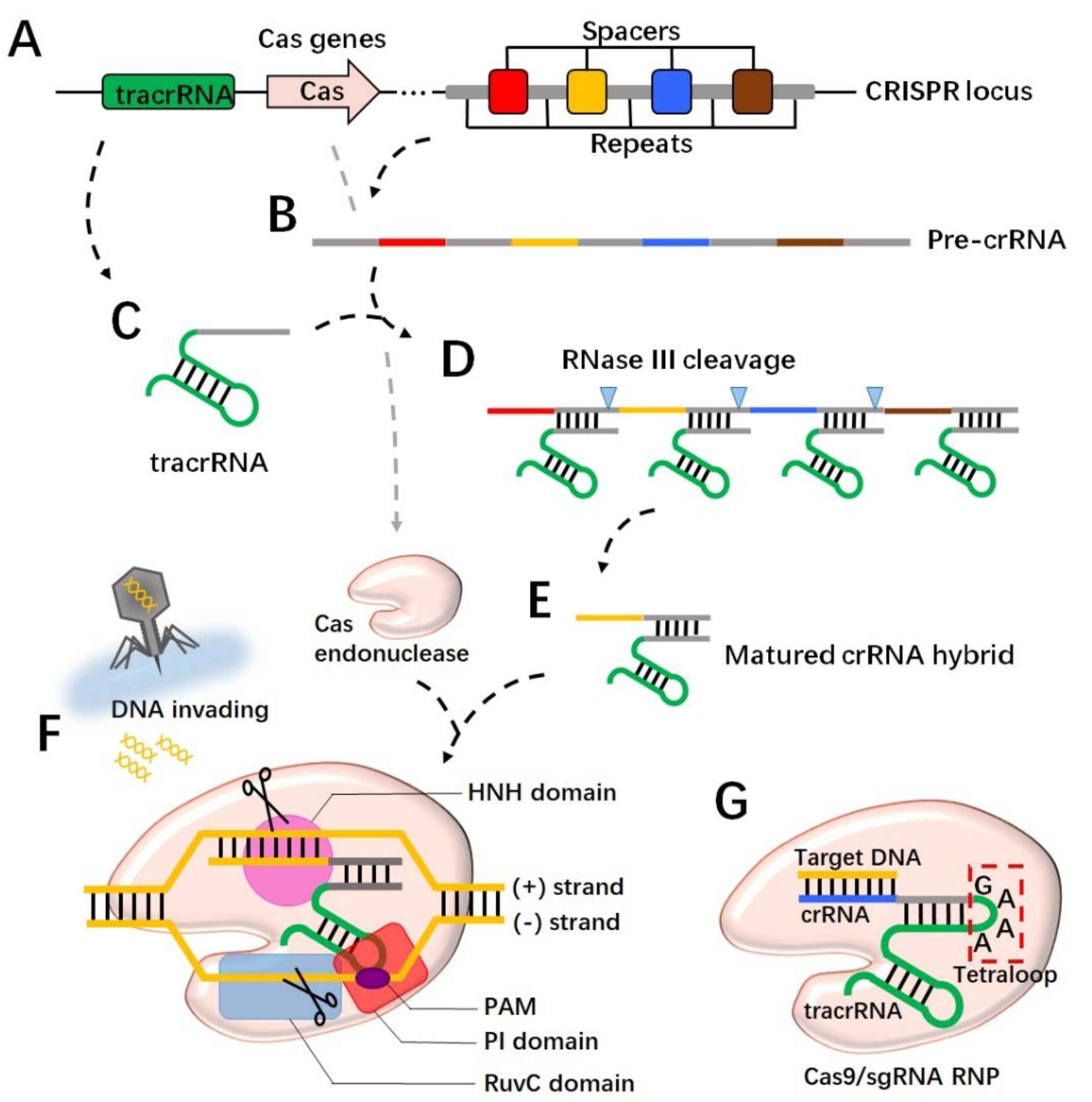 Ijms 23 15758 g001 Ijms 23 15758 g001