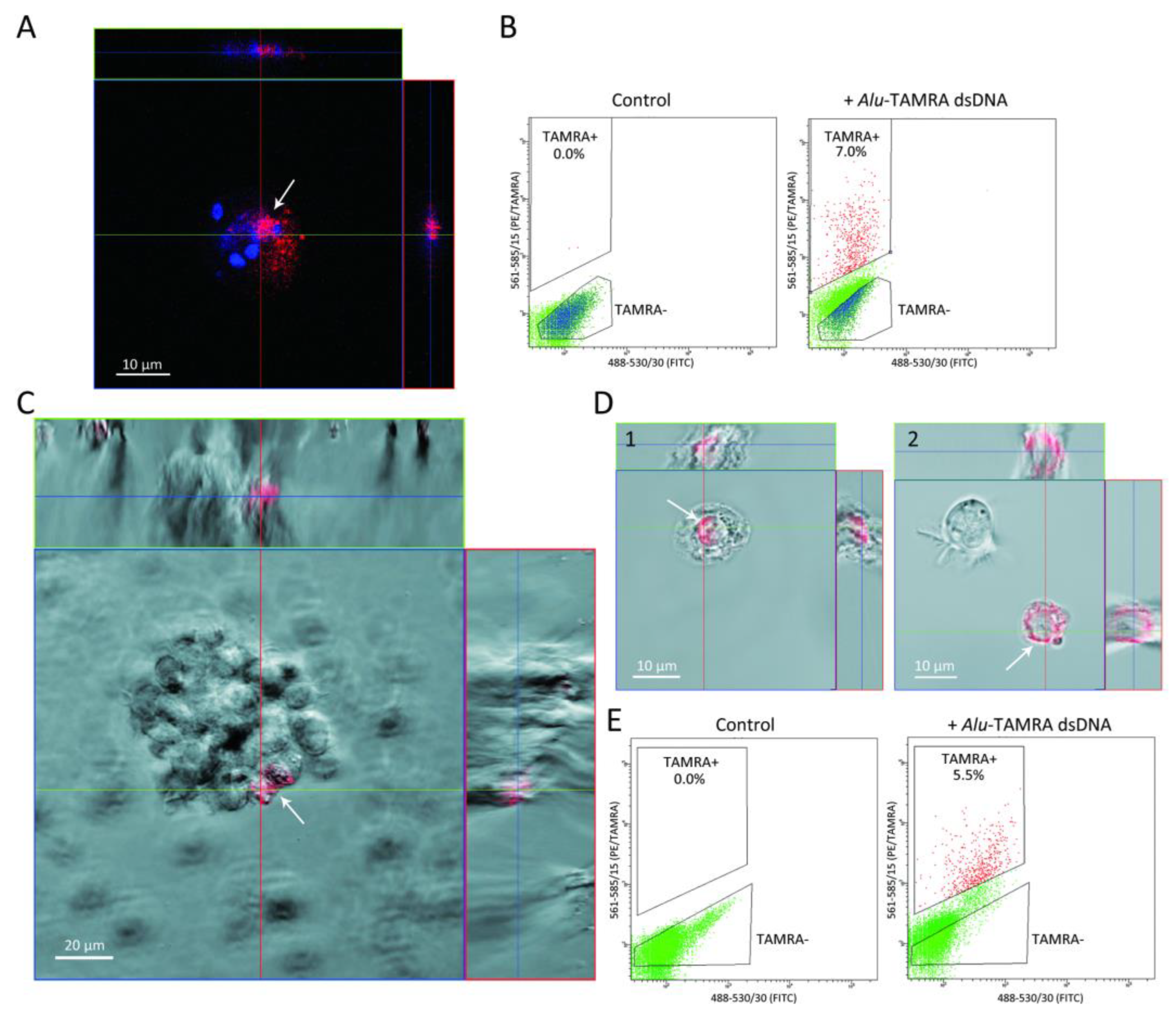 Ijms 23 15800 g001 Ijms 23 15800 g001