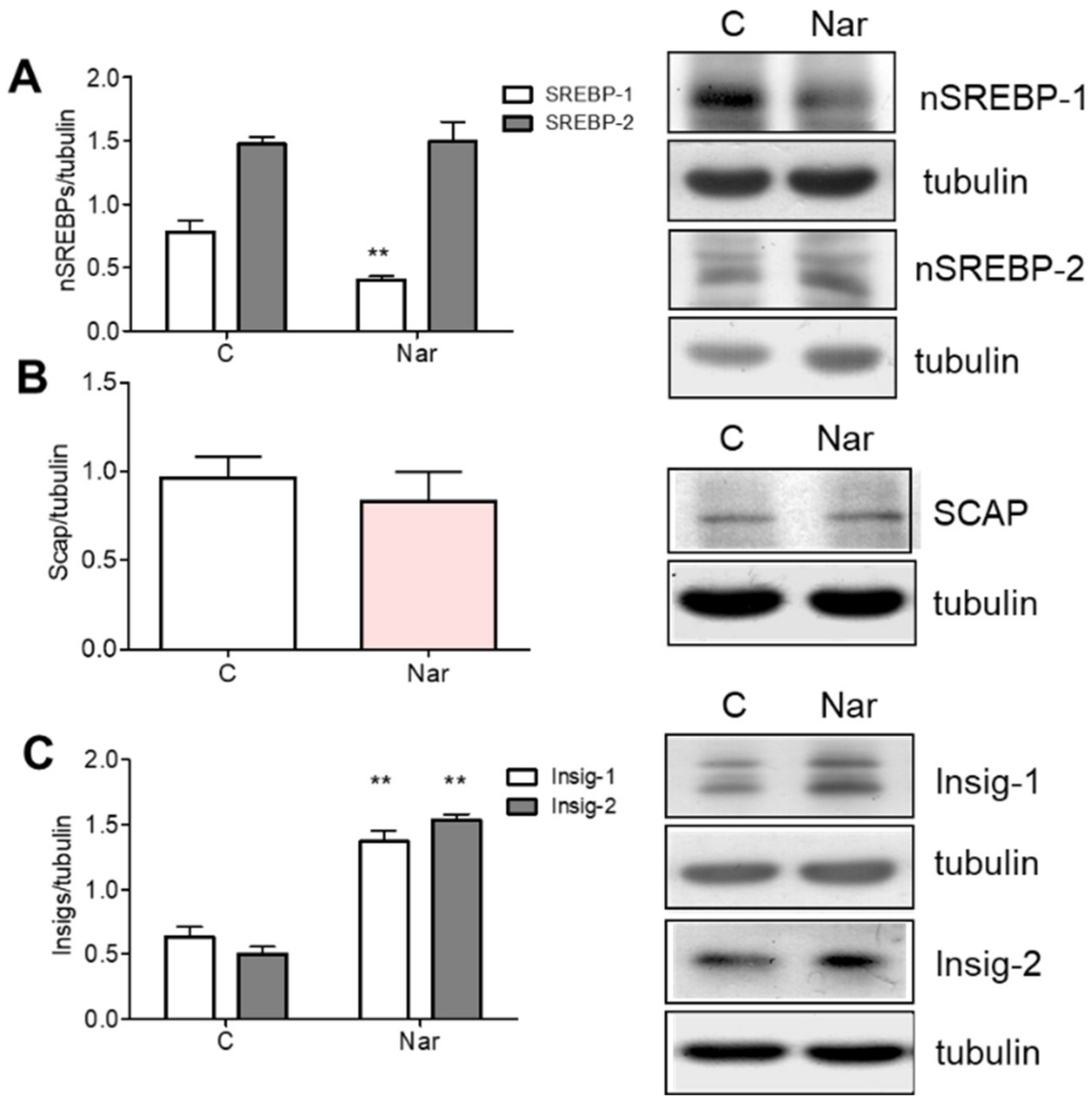 Ijms 23 15809 g003 Ijms 23 15809 g003