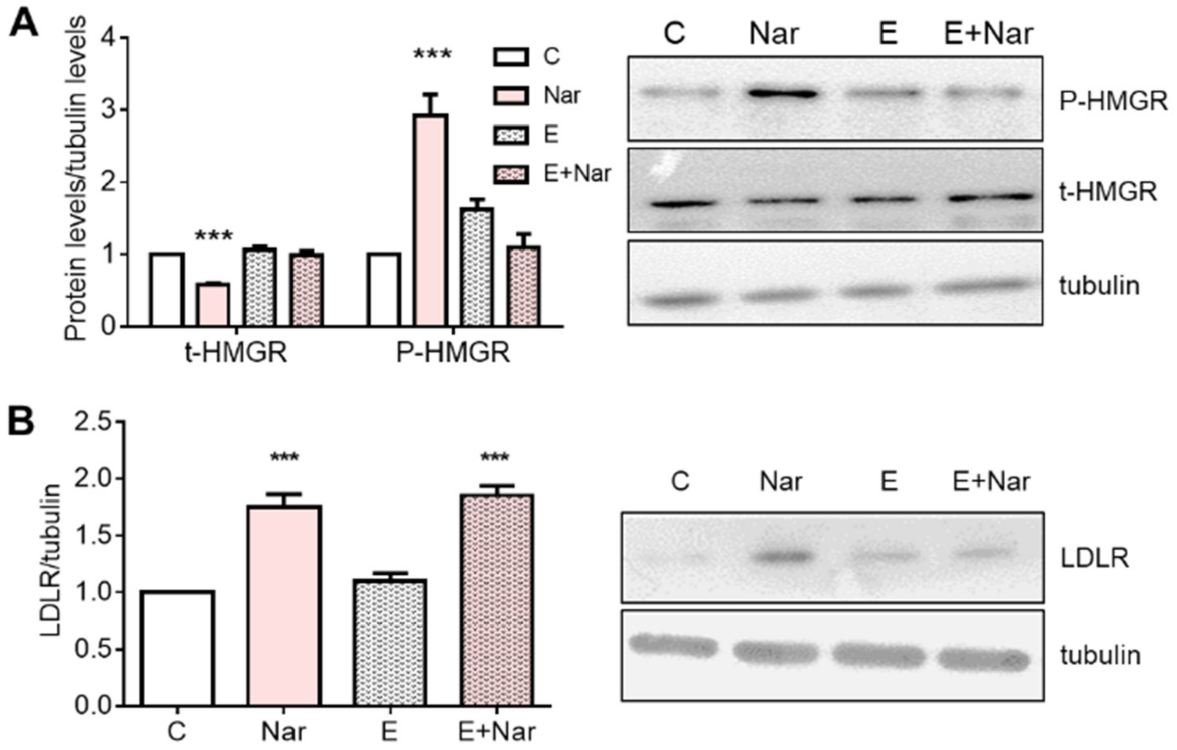 Ijms 23 15809 g006 Ijms 23 15809 g006