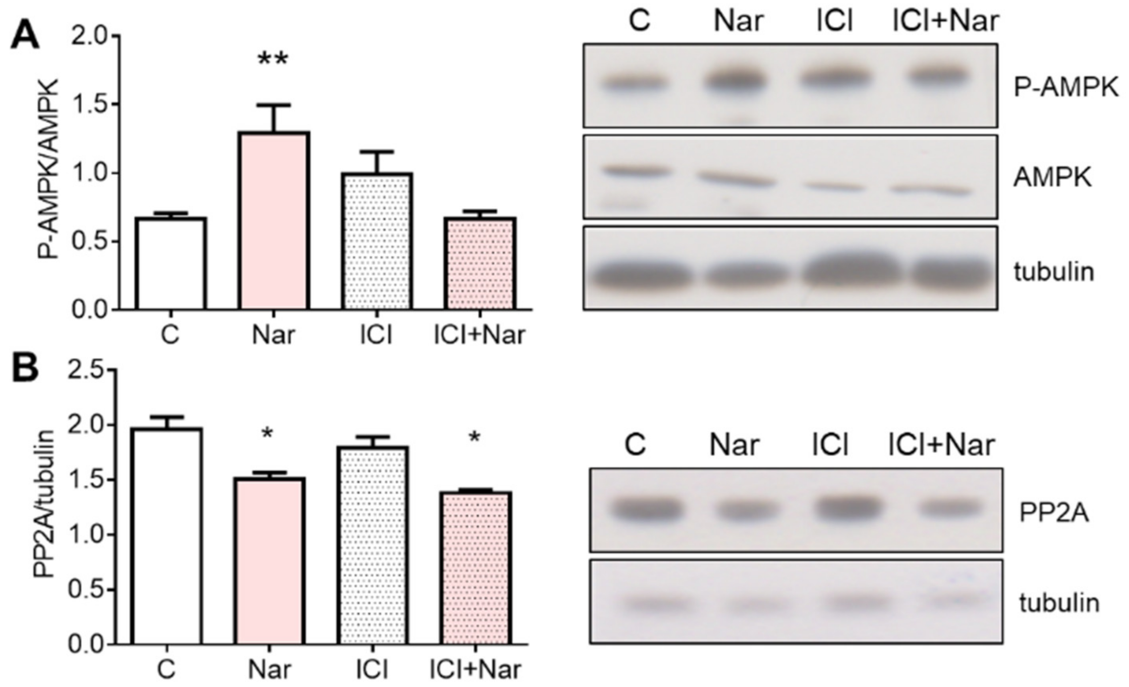 Ijms 23 15809 g007 Ijms 23 15809 g007