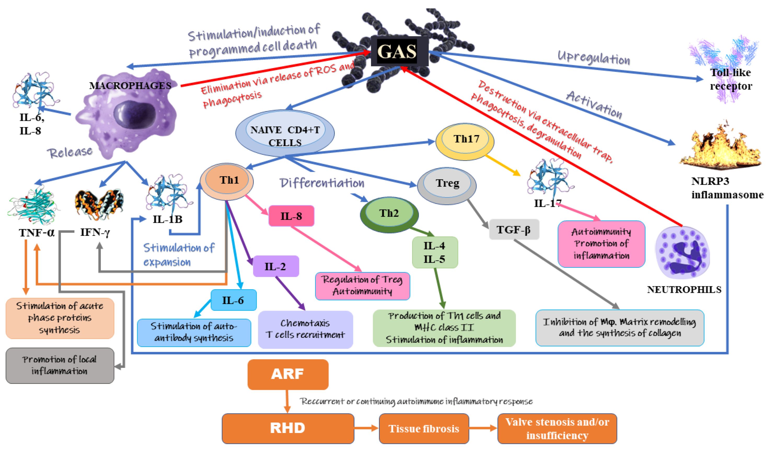 IJMS Free Full Text The Role Of Inflammation And Oxidative Stress ijms-free-full-text-the-role-of-inflammation-and-oxidative-stress
